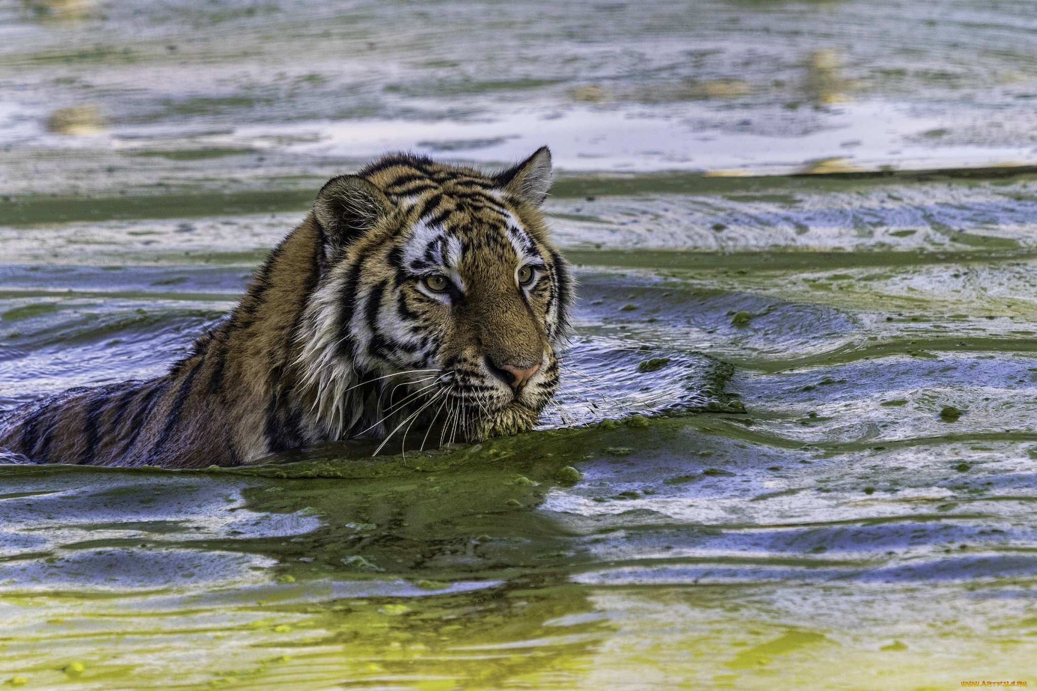 животные, тигры, купание