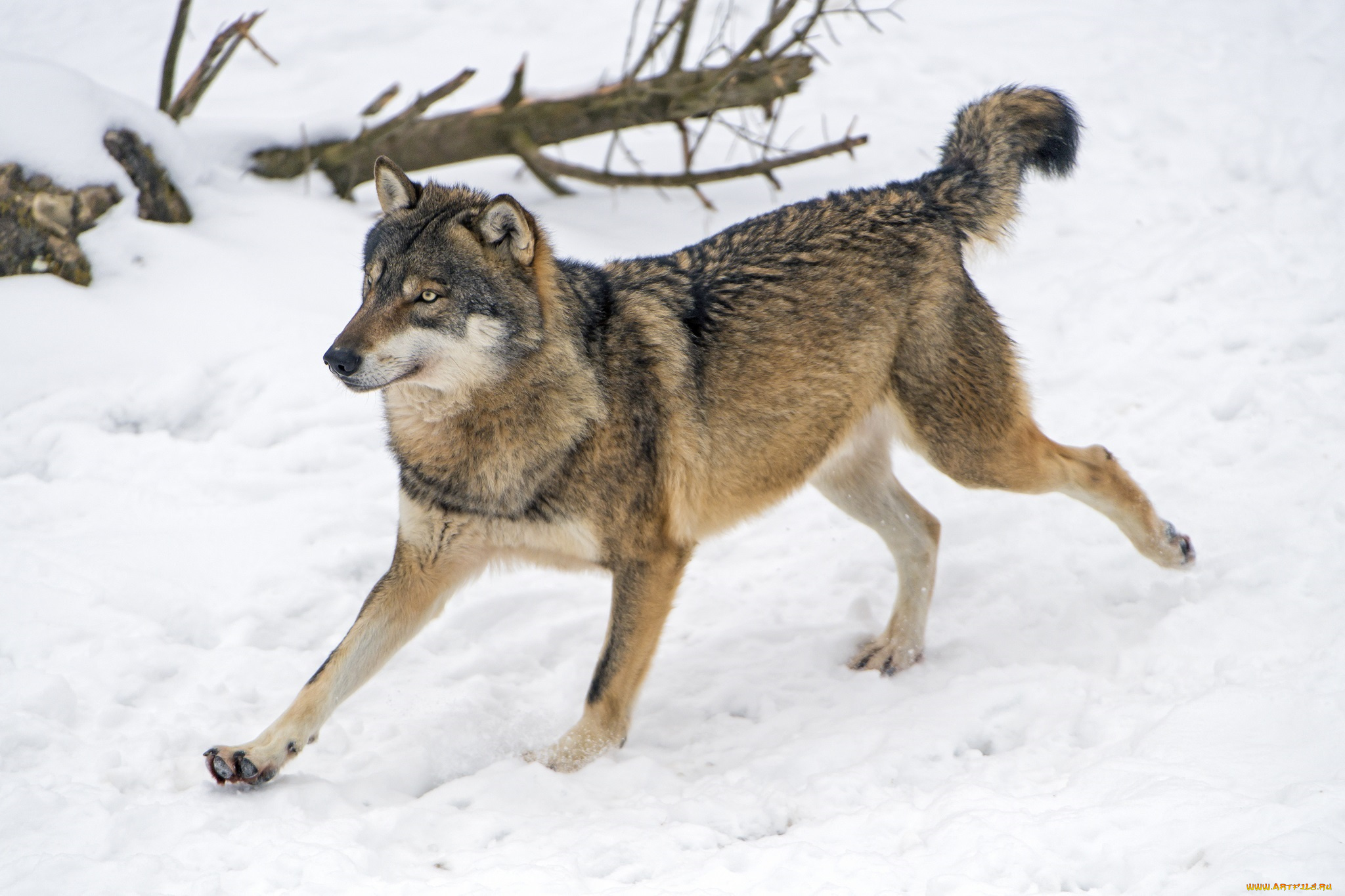 животные, волки, , койоты, , шакалы, бег, снег, хищник, серый