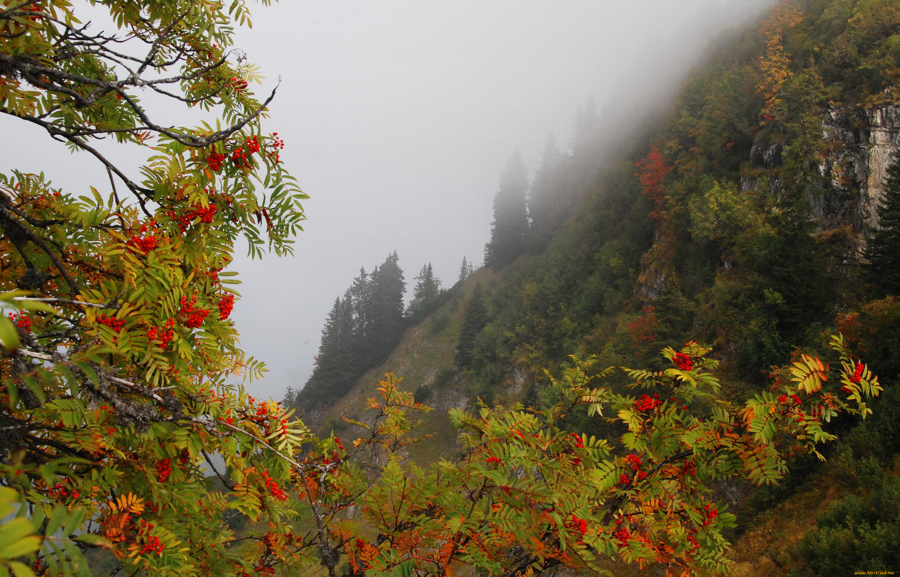 природа, Ягоды, , рябина, осень, лес, ветки, туман, горы, склон, деревья, рябина, скалы, ягоды