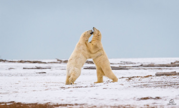 Картинка животные медведи белые полярные парочка игра борьба разборка снег хищники