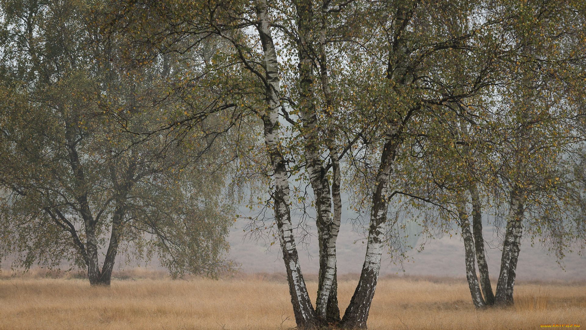 природа, деревья, простор