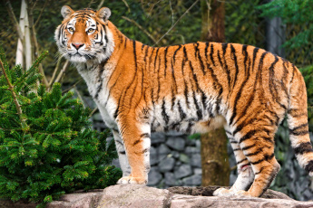 Картинка животные тигры ель хищник
