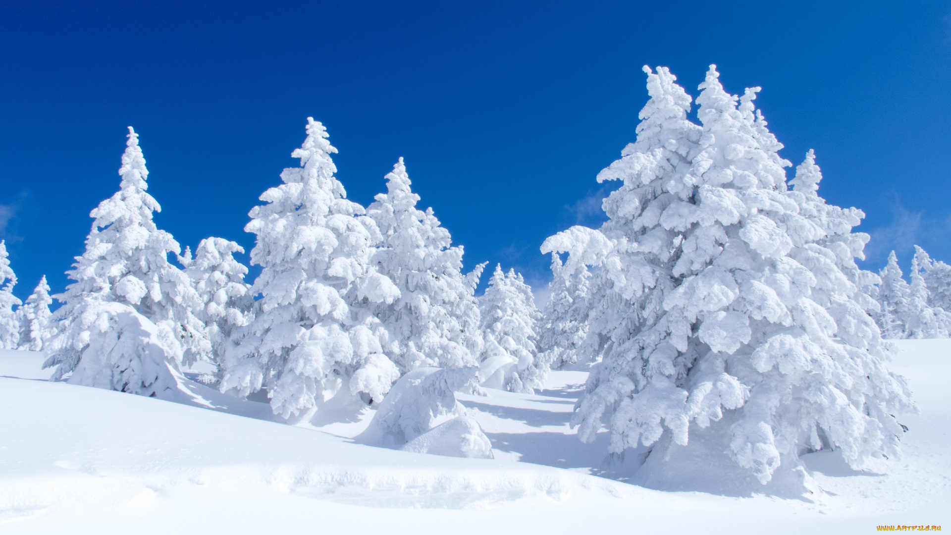 природа, зима, ели, Япония, снег