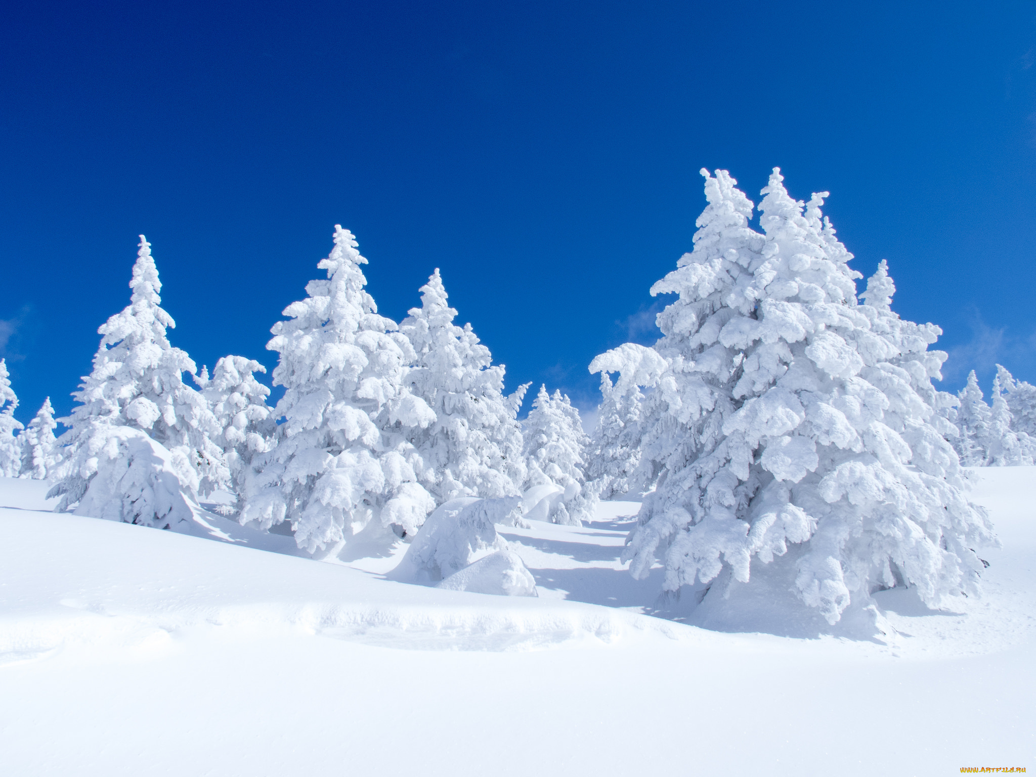 природа, зима, ели, Япония, снег
