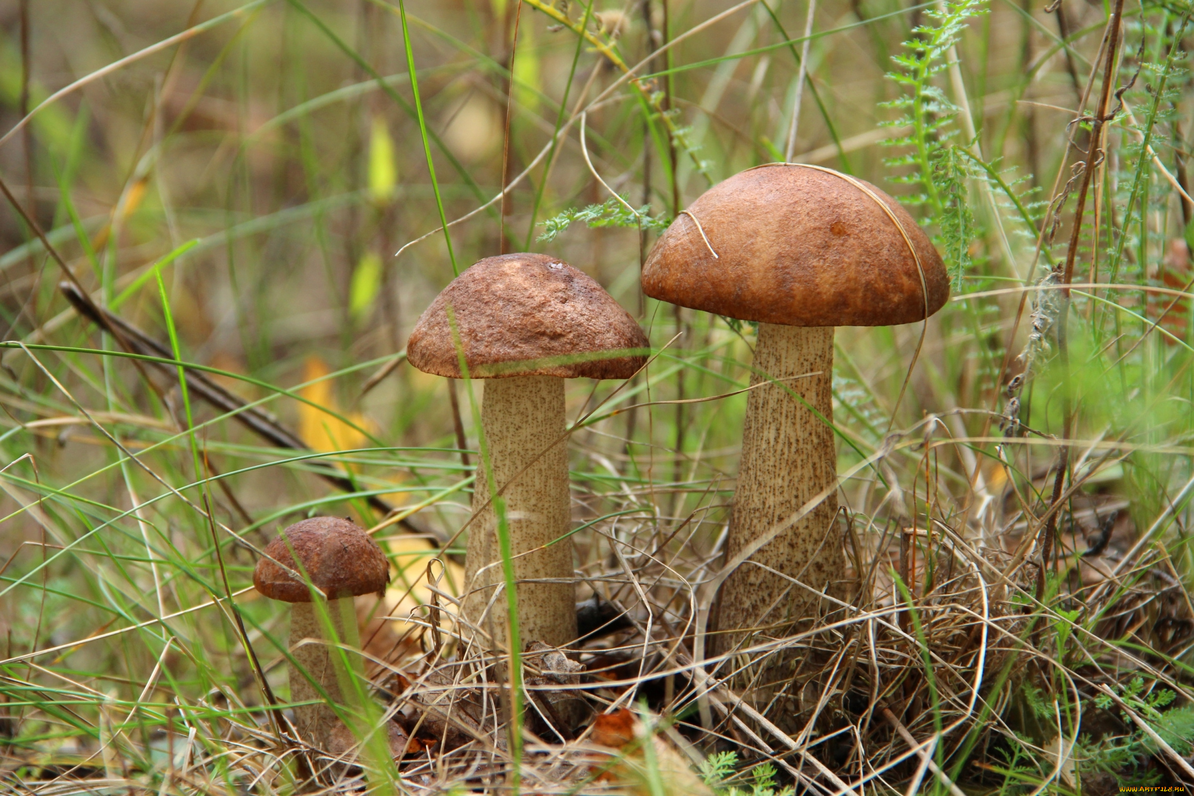 природа, грибы, трио
