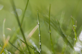 Картинка природа макро капли блеск травинка зеленый роса