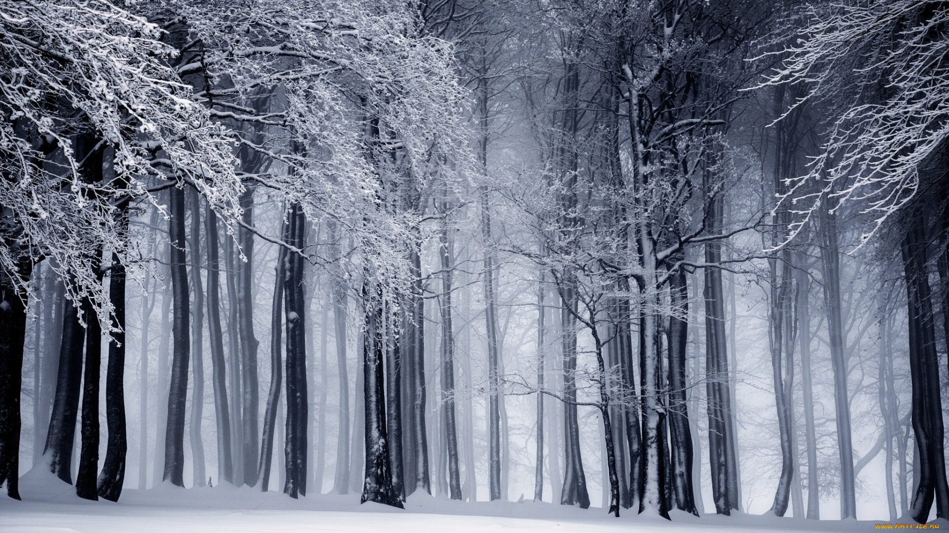 природа, лес, зима, деревья, снег