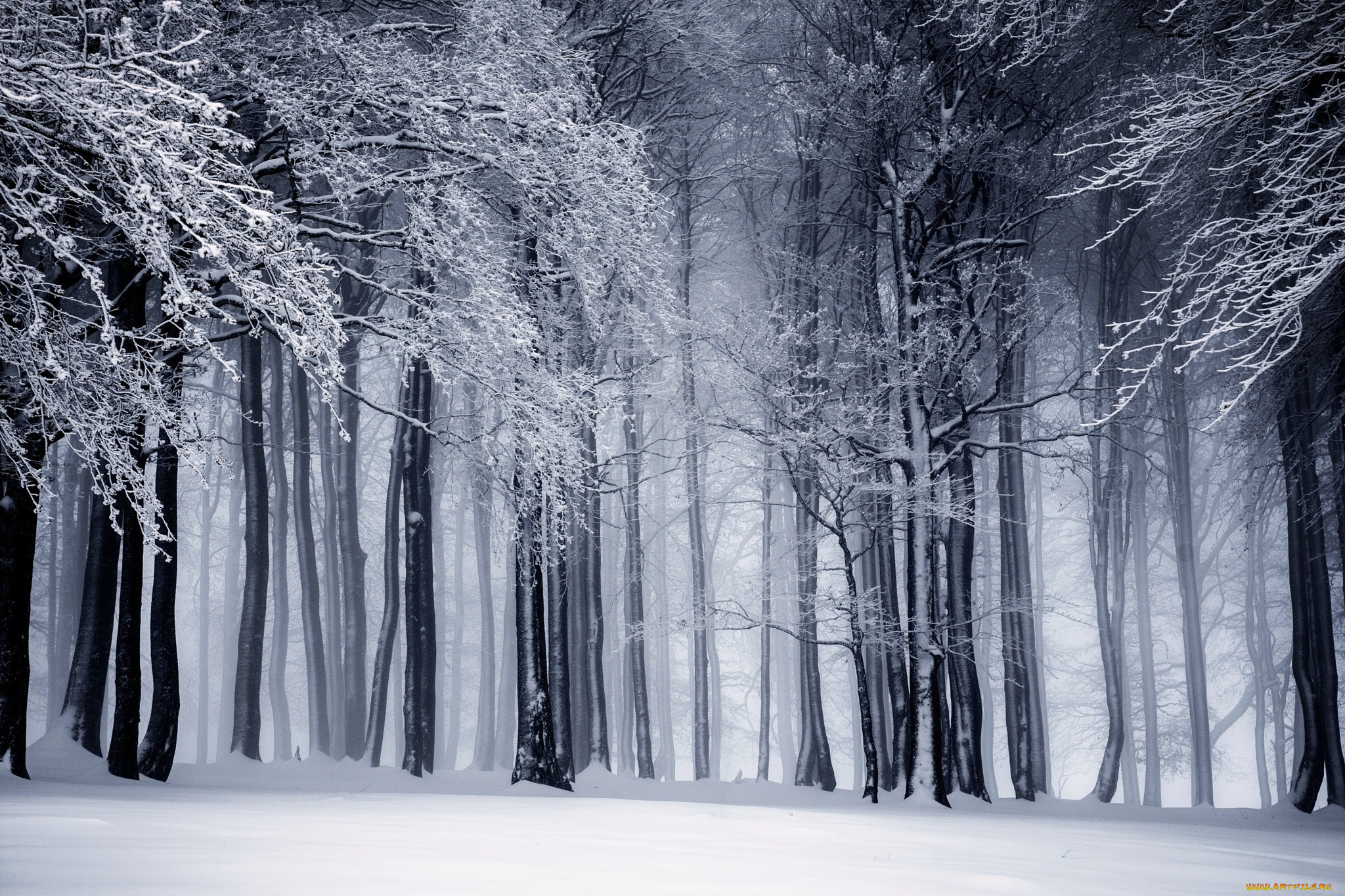 природа, лес, зима, деревья, снег