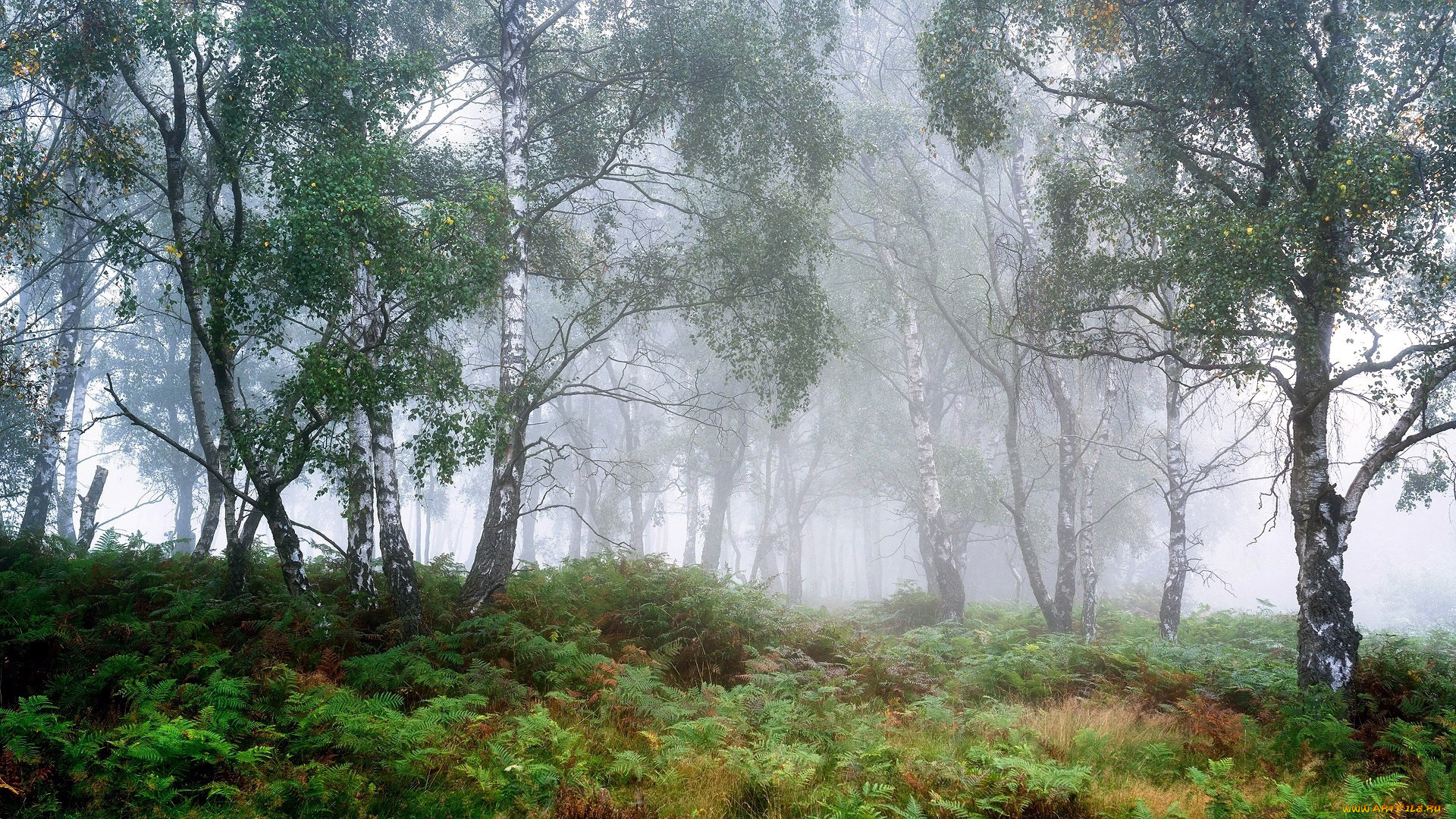 peak, district, derbyshire, england, природа, лес, peak, district