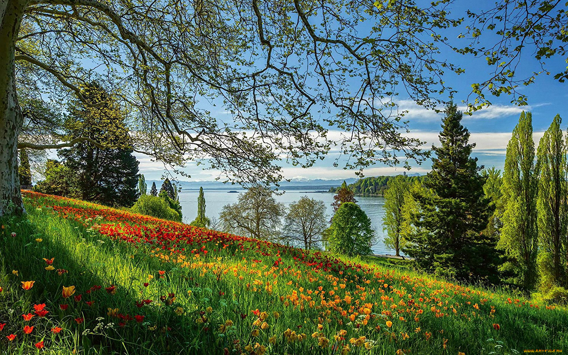 lake, bodensee, germany, природа, луга, lake, bodensee