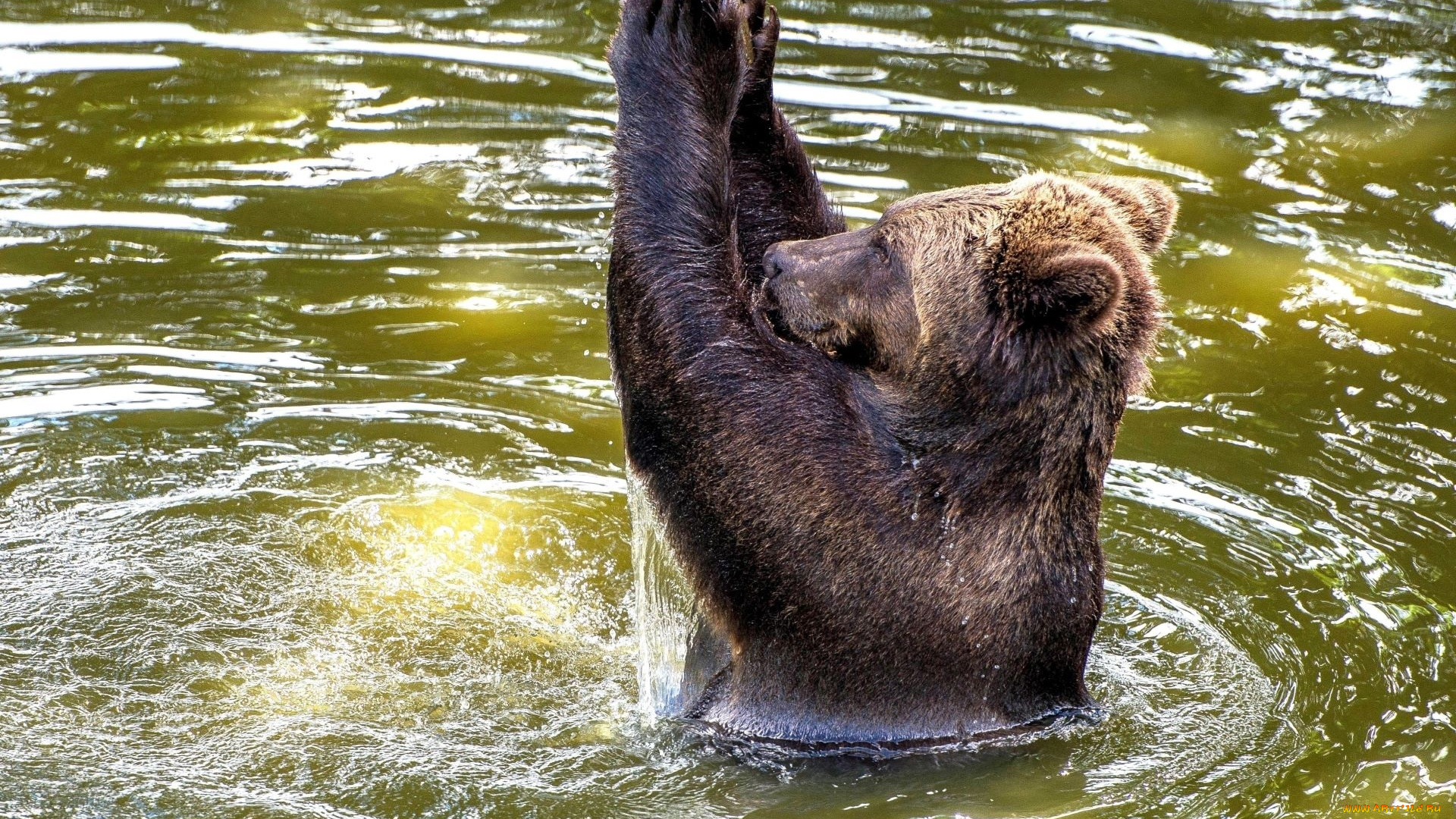 животные, медведи, медведь, вода