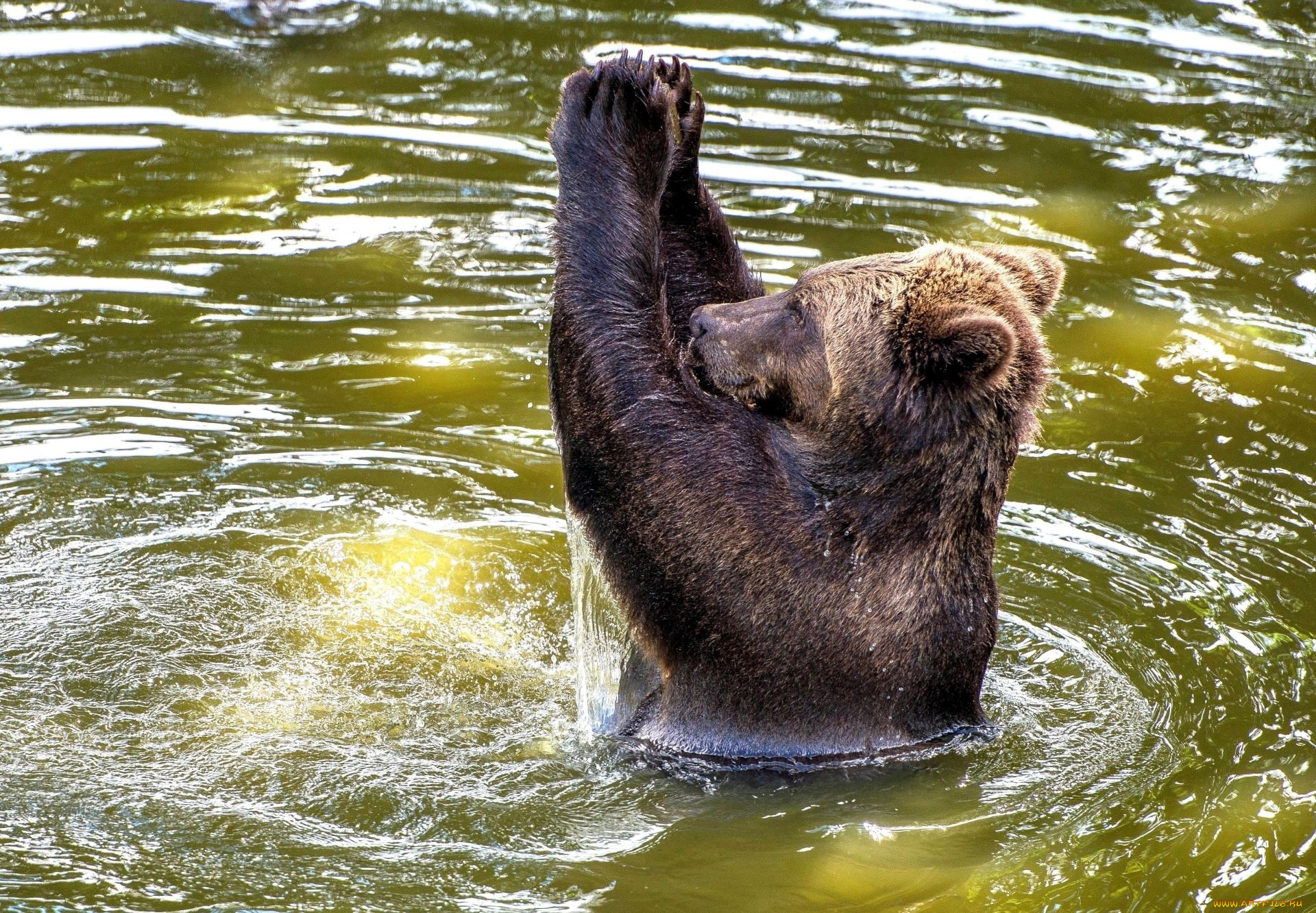 животные, медведи, медведь, вода