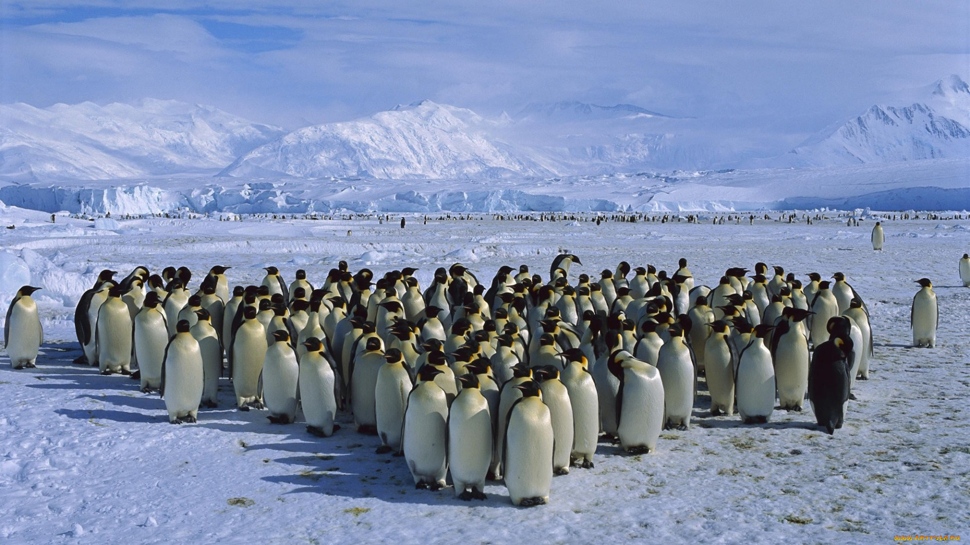 emperor, penguin, colon, antarctica, животные, пингвины