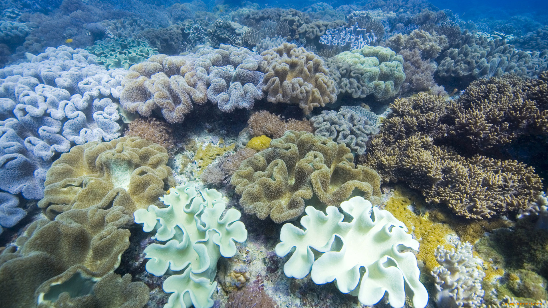 природа, морские, глубины, коралл, океан, подводный, мир