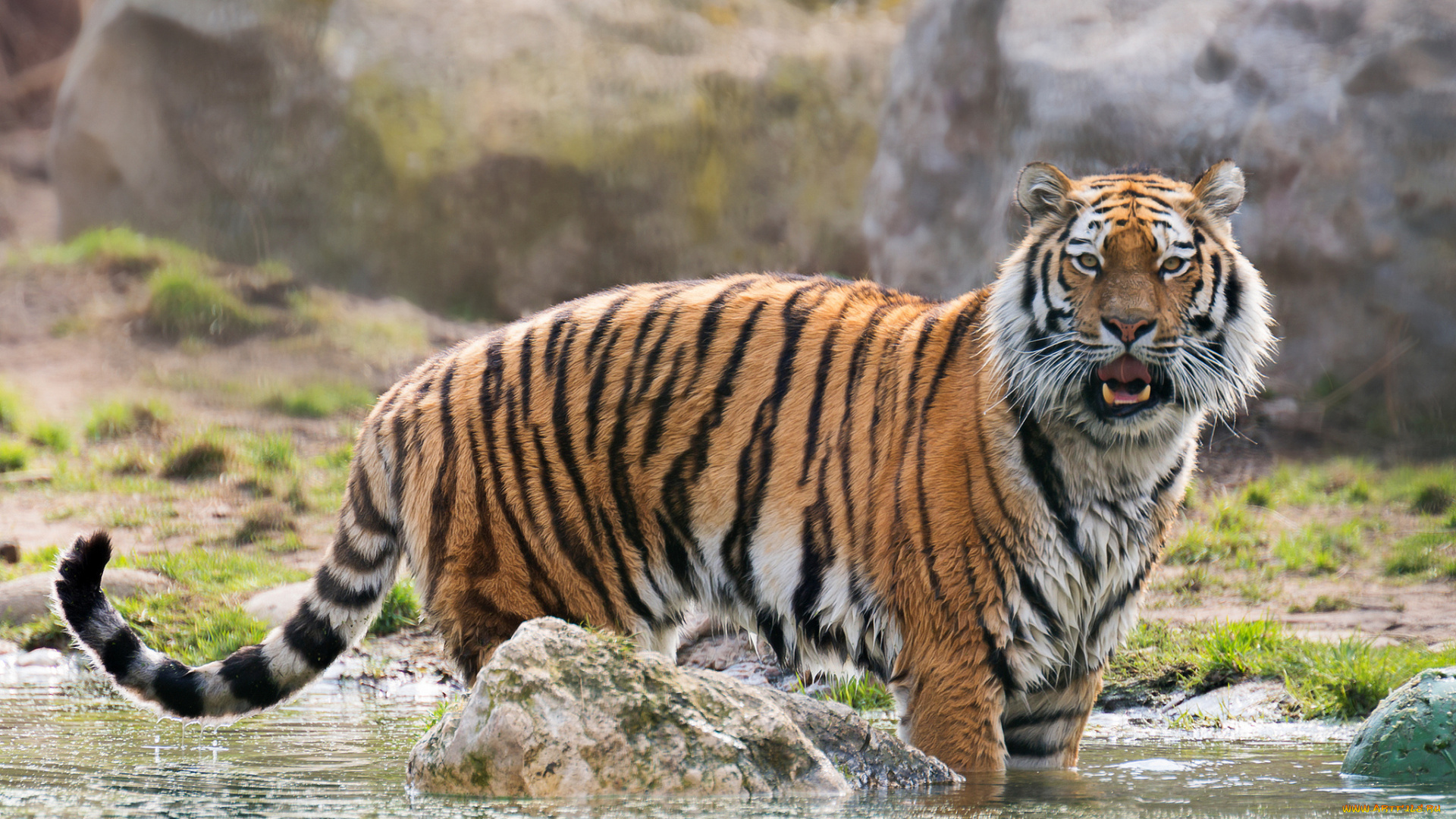животные, тигры, амурский, тигр, вода