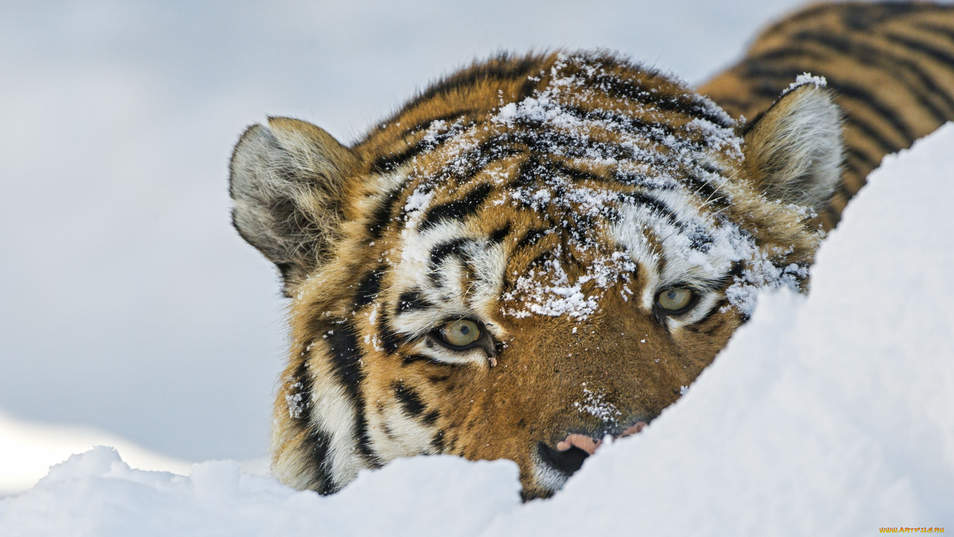 животные, тигры, снег, дикая, кошка, морда, взгляд