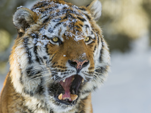 Картинка животные тигры снег пасть морда