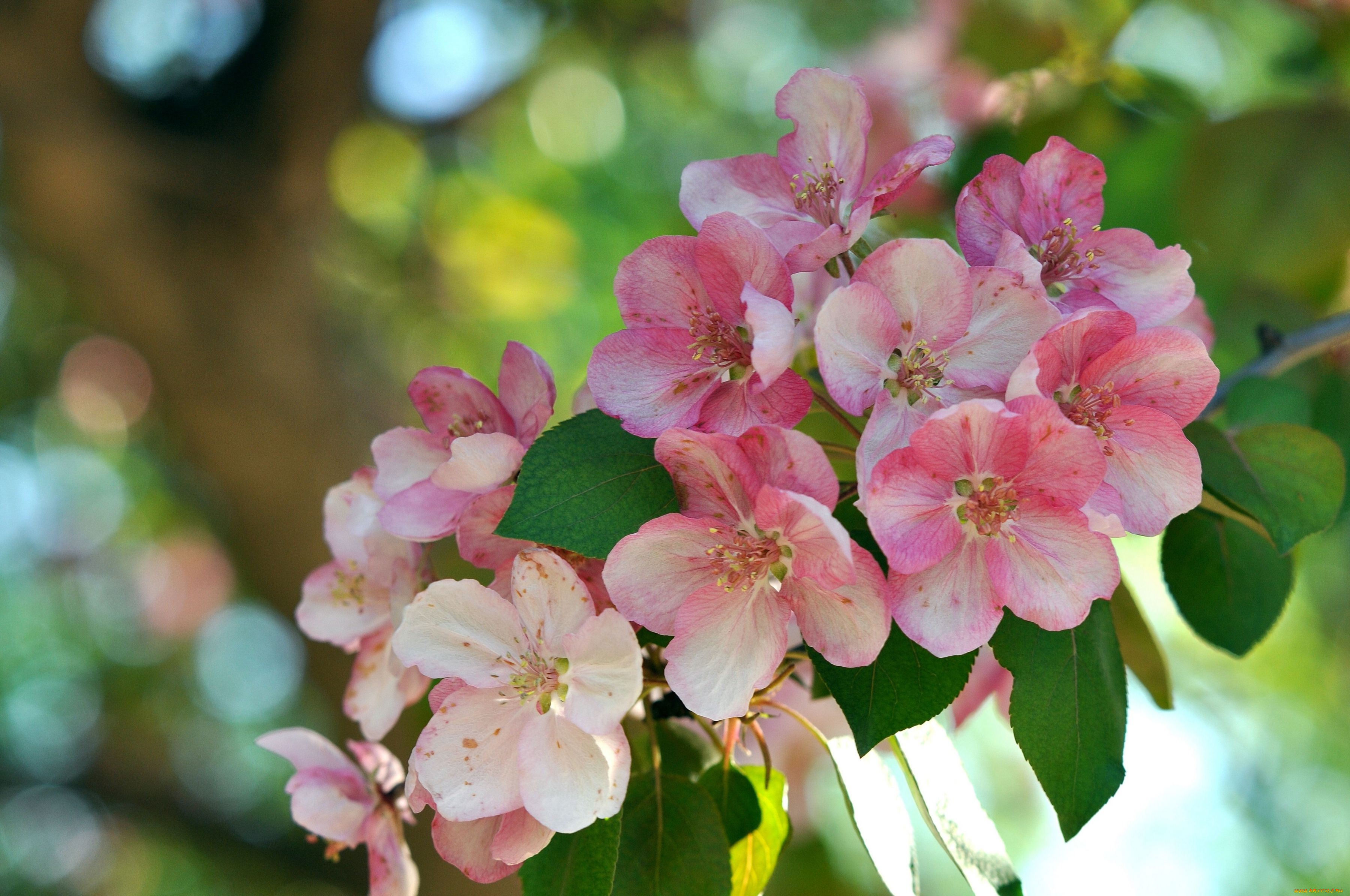 Розовые цветочки цветущего дерева без смс