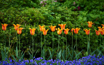 Картинка цветы разные вместе анютины глазки тюльпаны виола