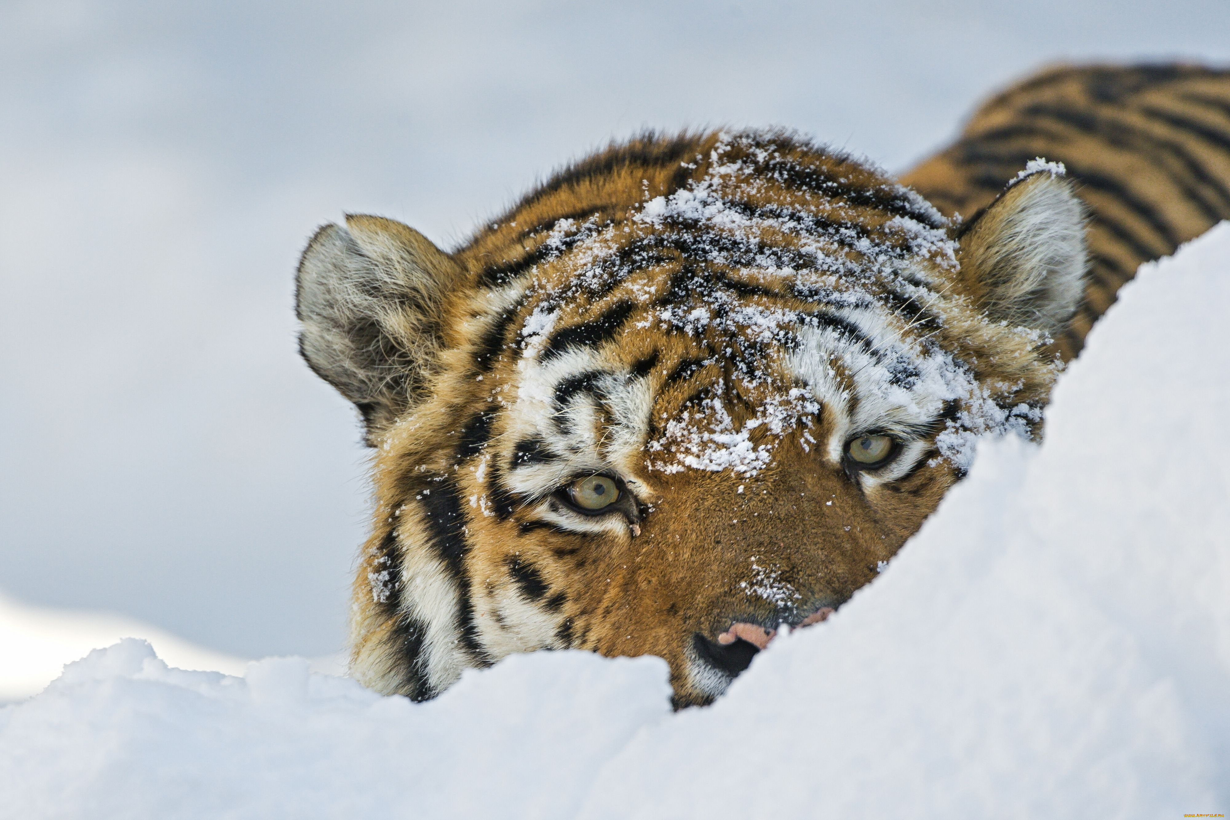 животные, тигры, снег, дикая, кошка, морда, взгляд