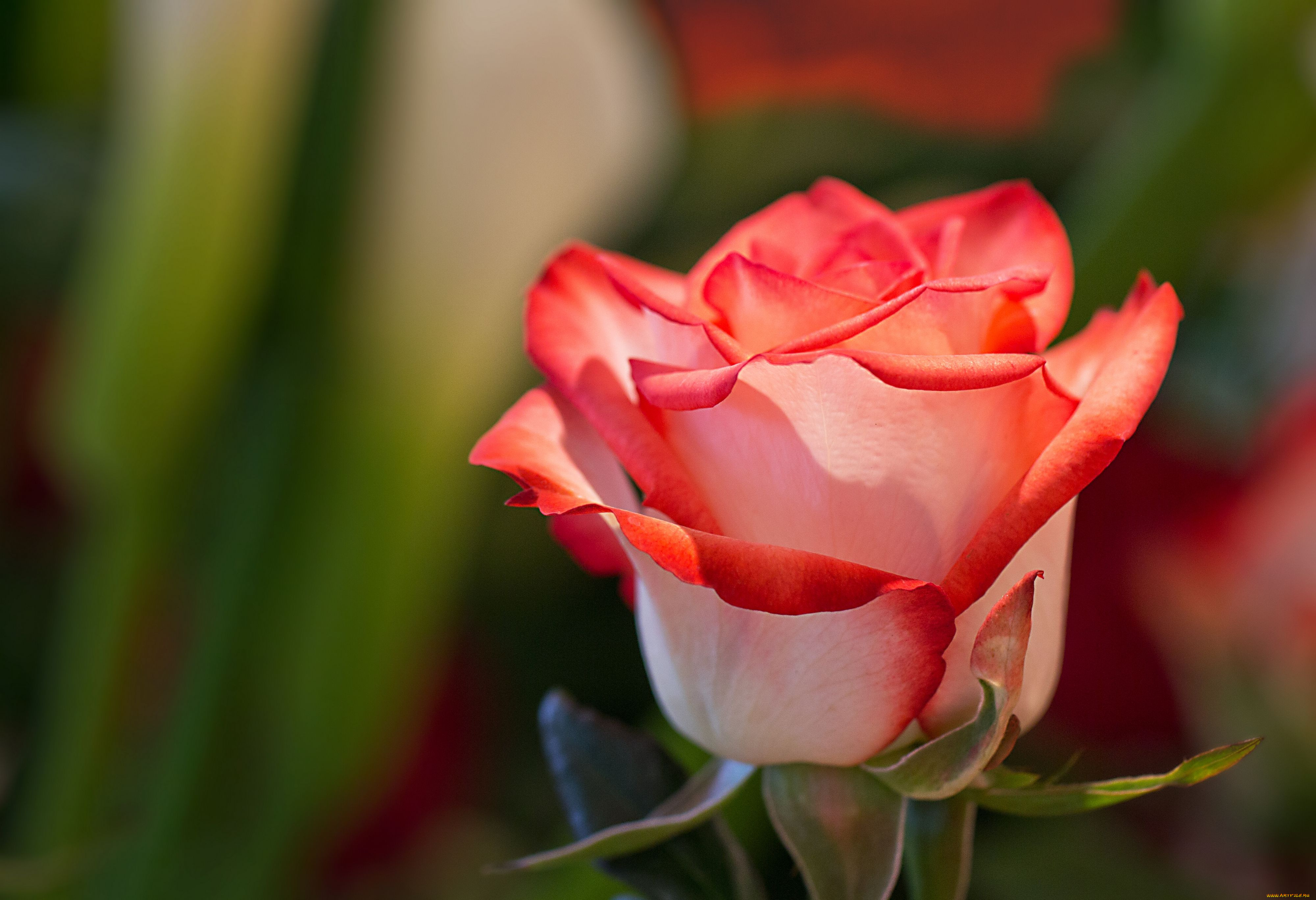 Beautiful rose flowers. Крупные розы. Картинки на рабочий стол розы.