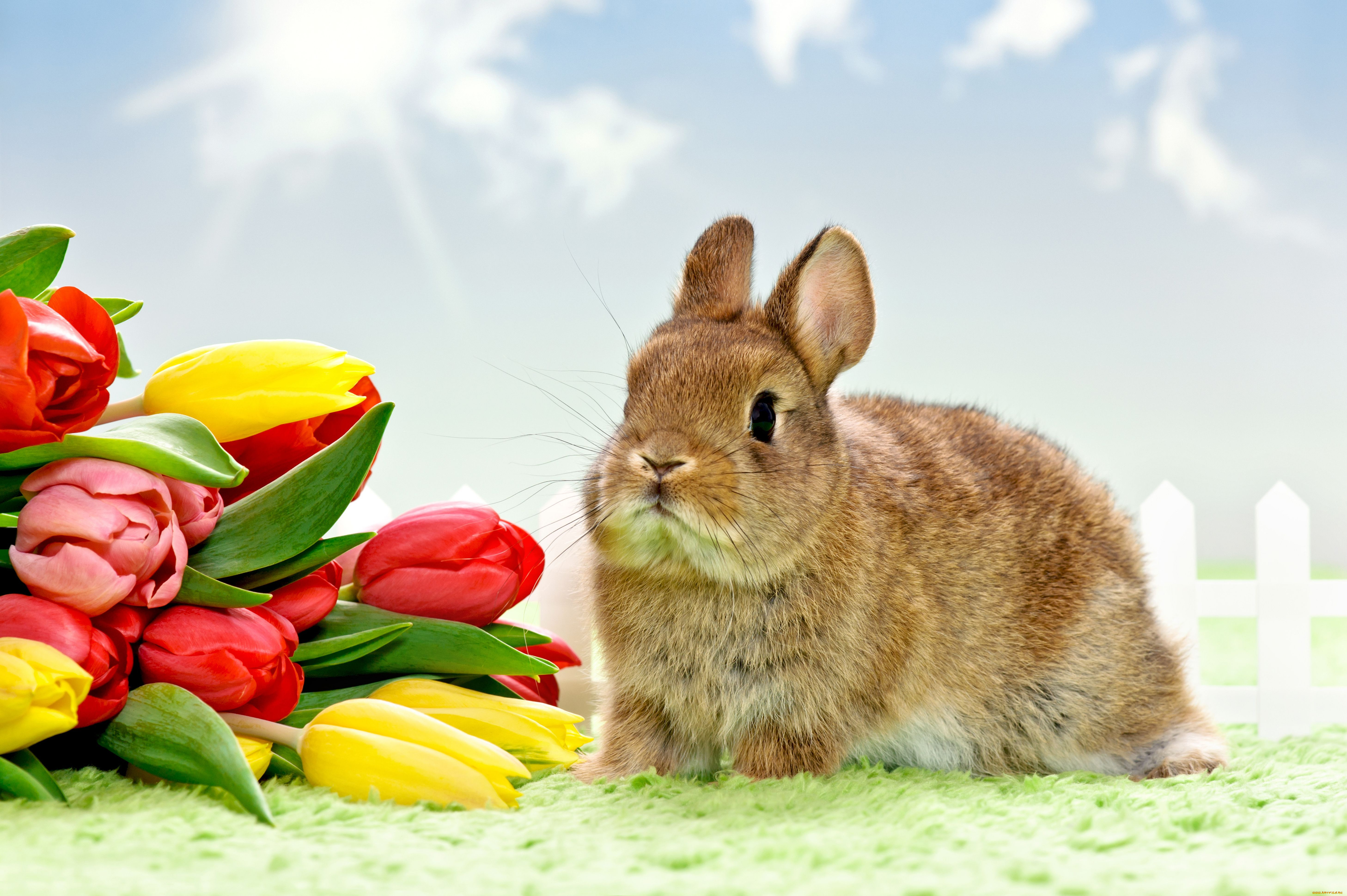 кролик с тюльпанами без смс