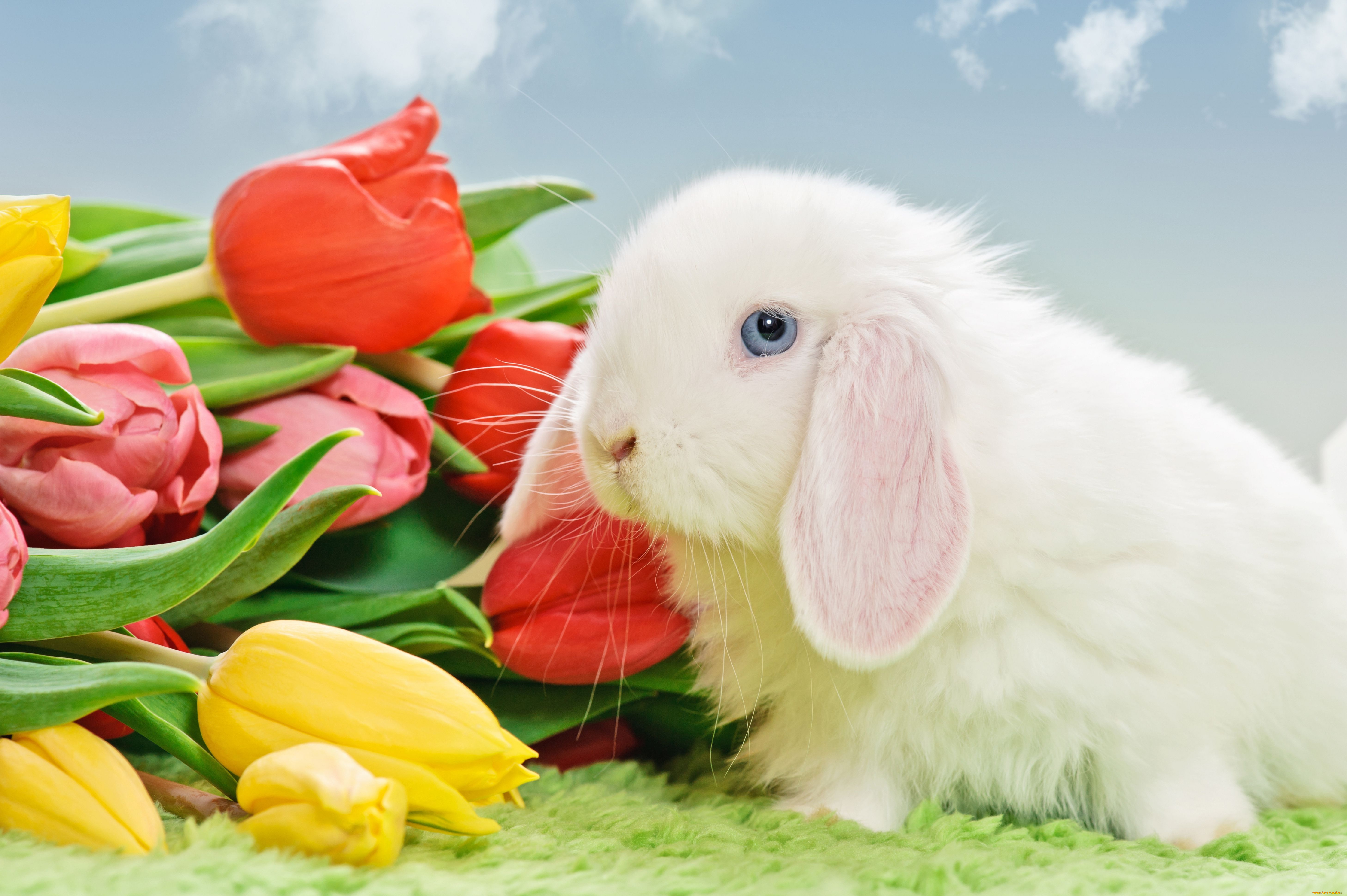 животные, кролики, зайцы, тюльпаны, кролик