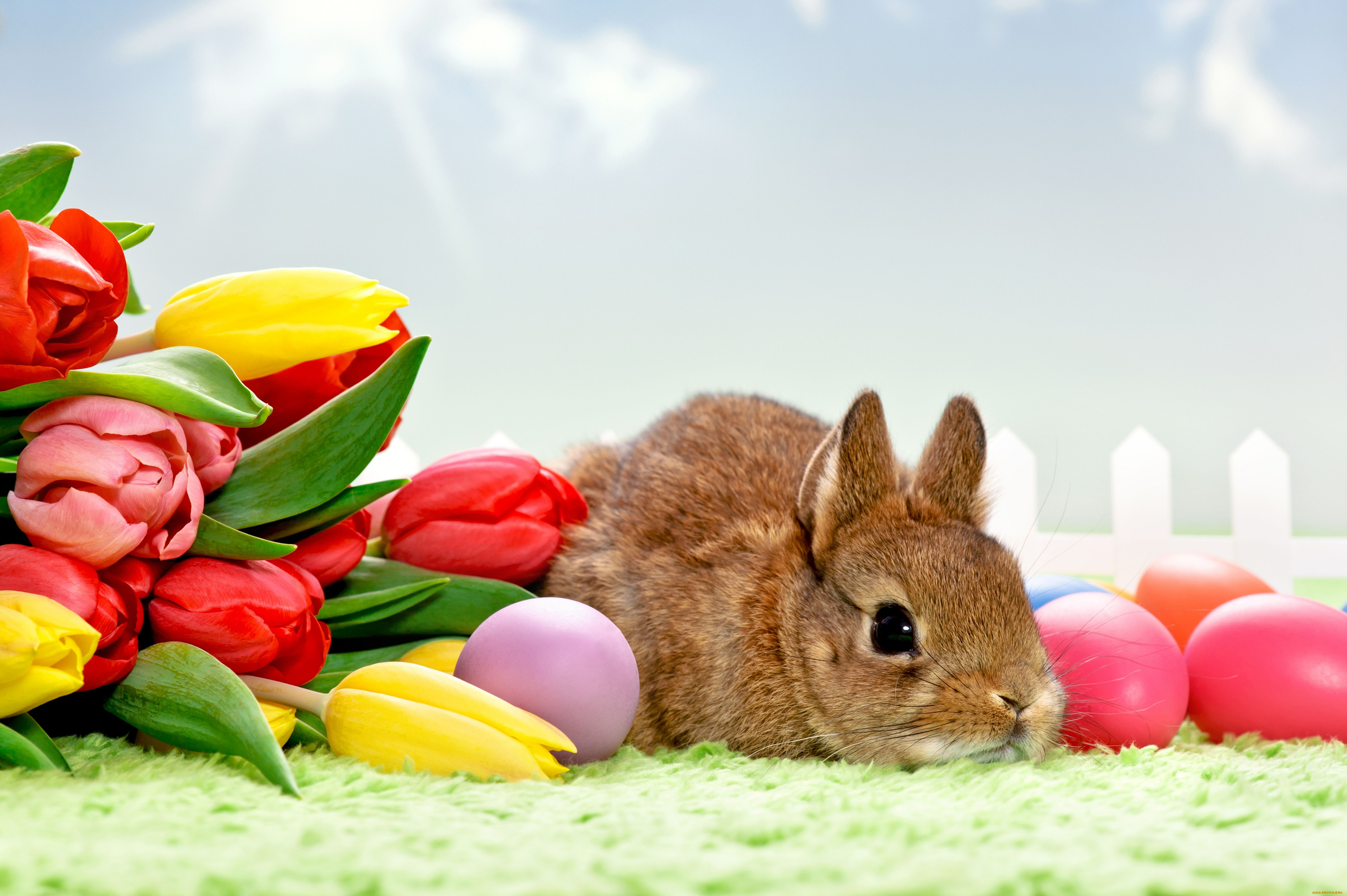 животные, кролики, зайцы, яйца, крашенки, пасха, тюльпаны, кролик