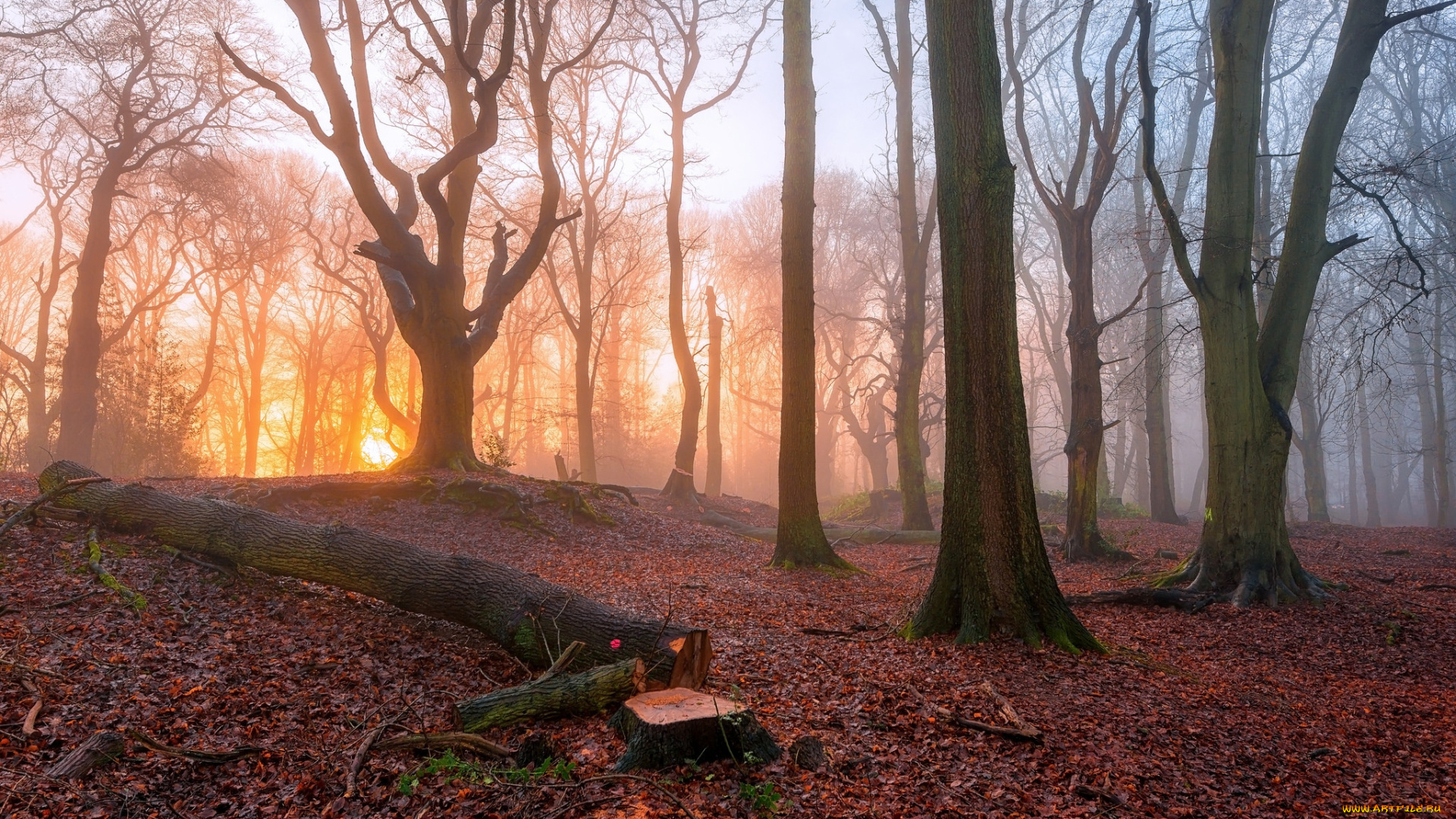 природа, лес, осень, утро, туман, деревья