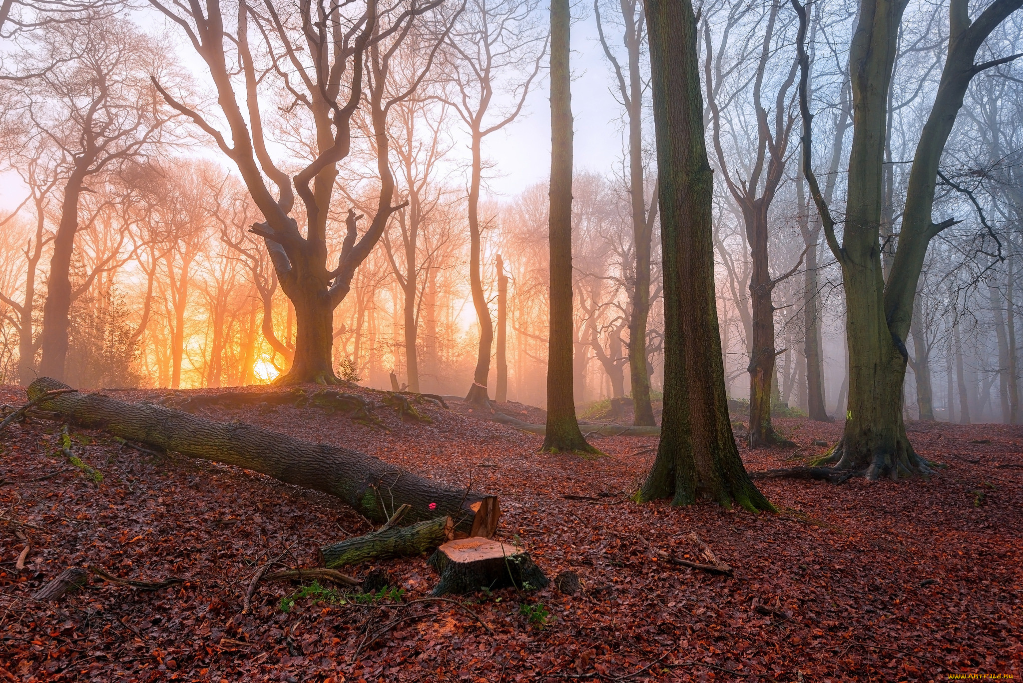 природа, лес, осень, утро, туман, деревья