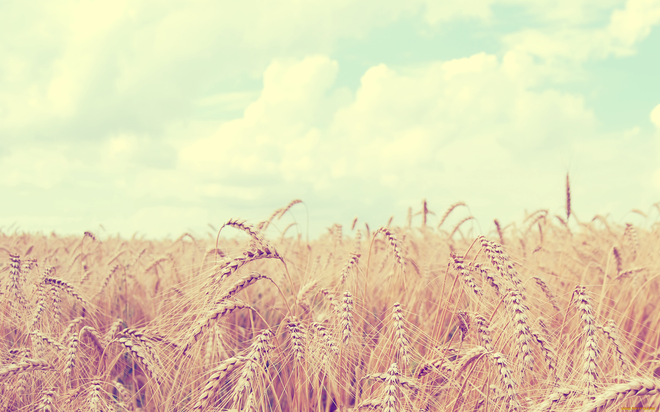 природа, поля, небо, облака, урожай, колосья, пшеница, лето, поле