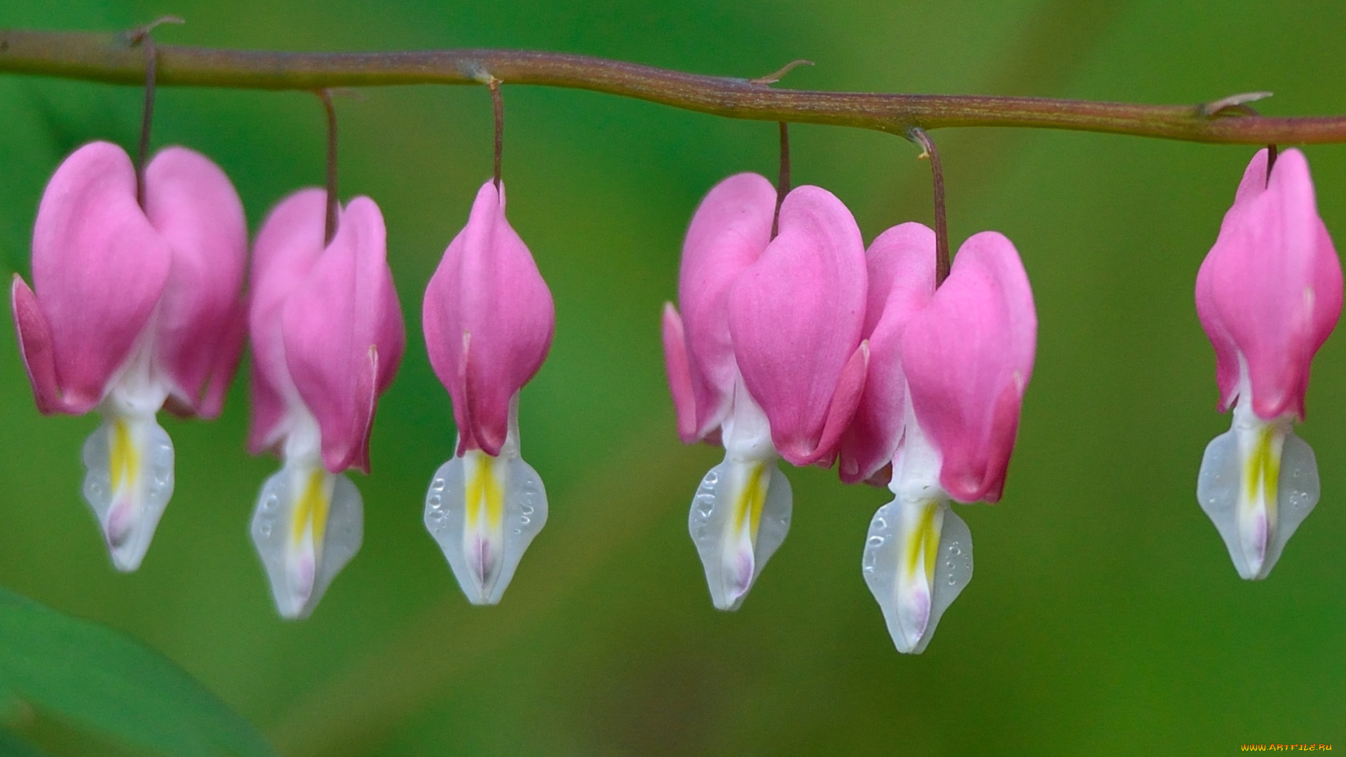 цветы, дицентра, , разбитое, сердце, branch, стебли, ветка, drops, pink, flowers, капли, розовые, stalks