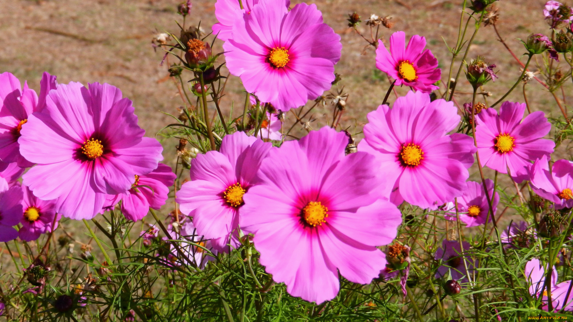 цветы, космея, полевые, природа, розовые, flowers