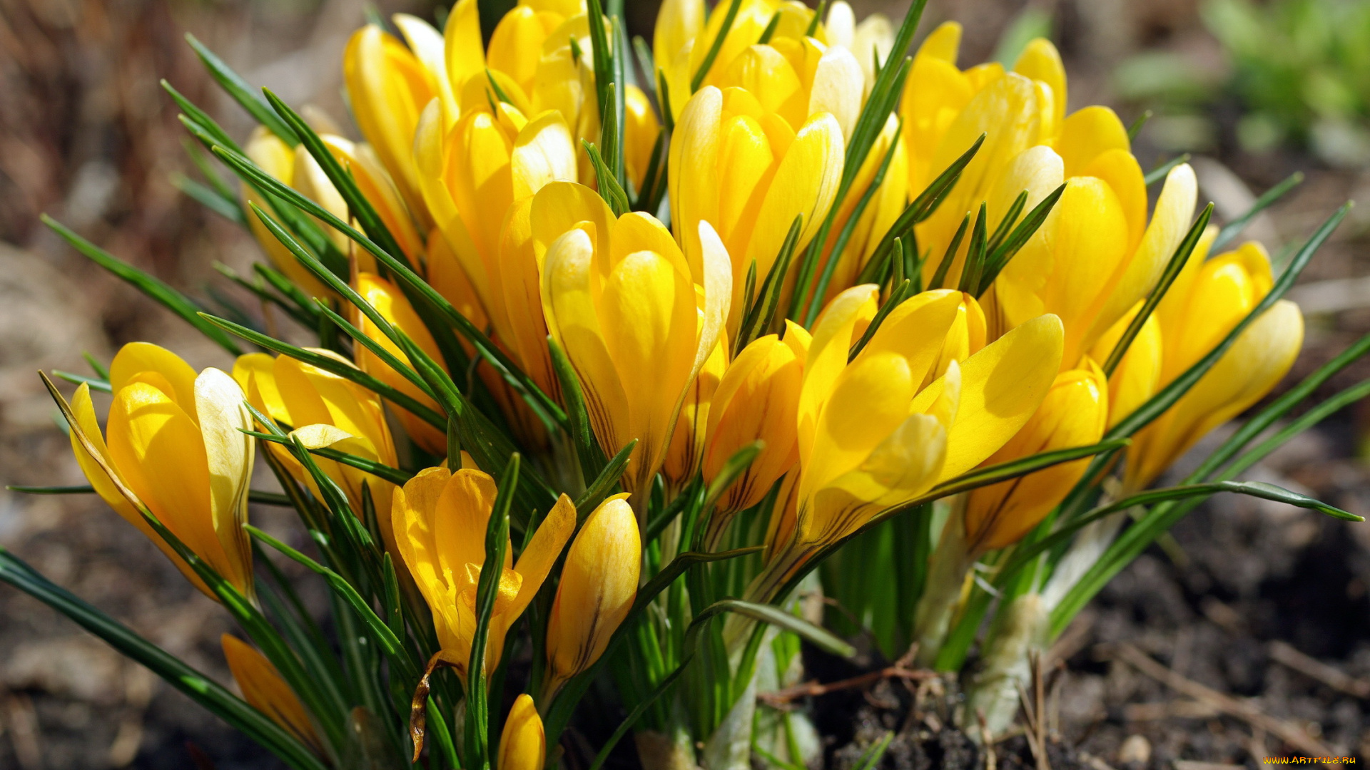 цветы, крокусы, желтый, весна