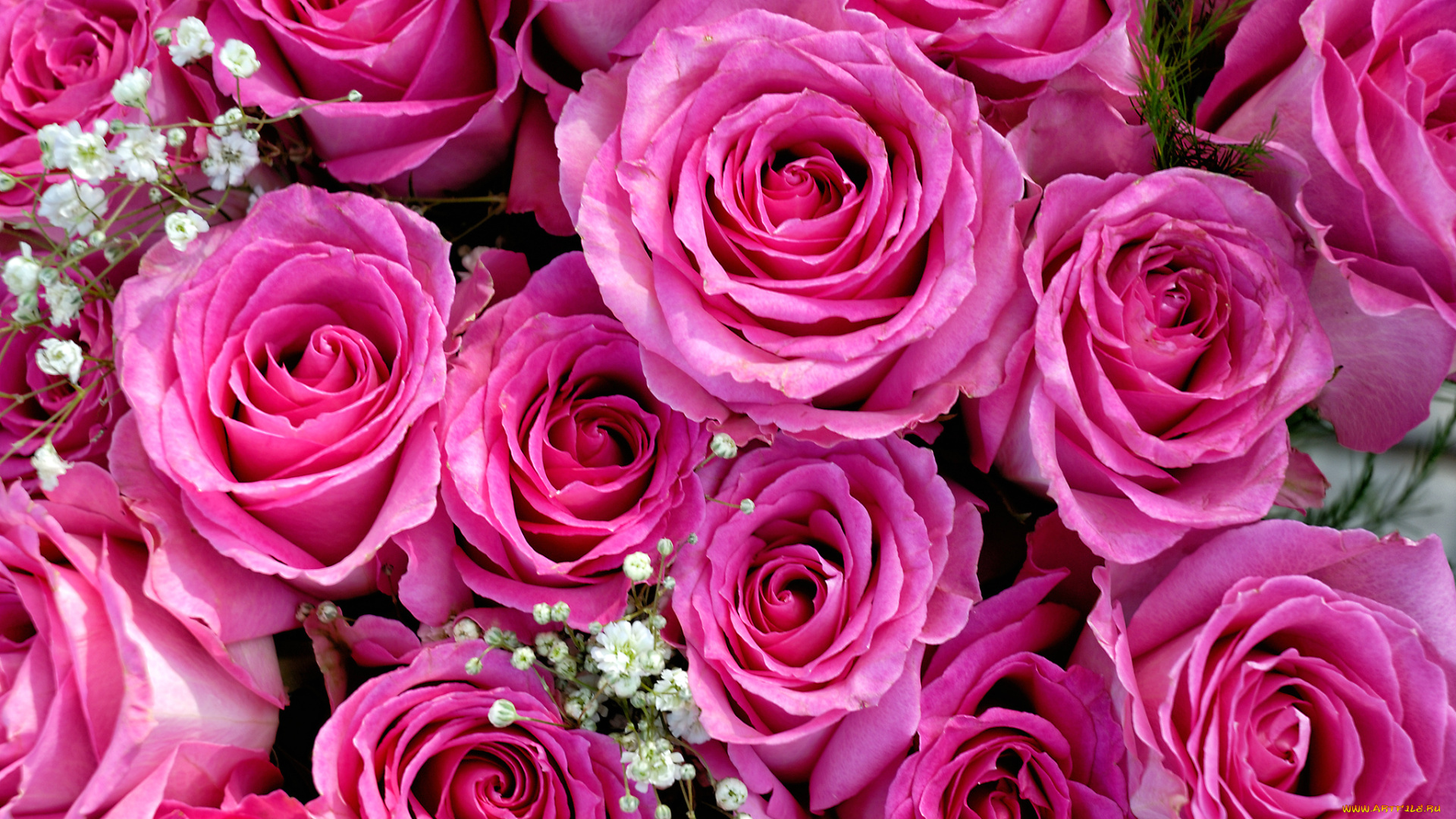 цветы, розы, гипсофила, букет, бутоны, розовый