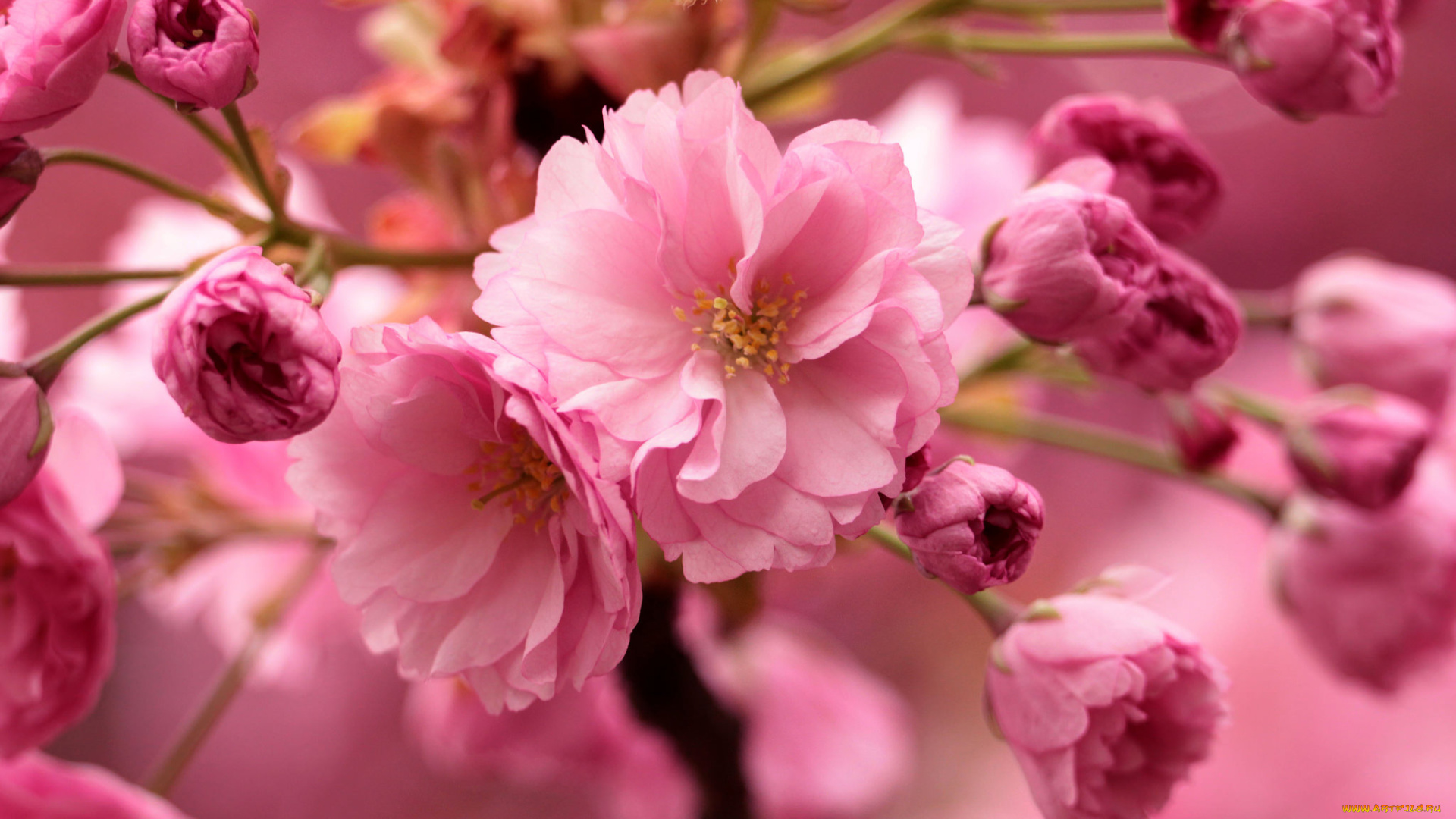 цветы, сакура, , вишня, розовая, нежность