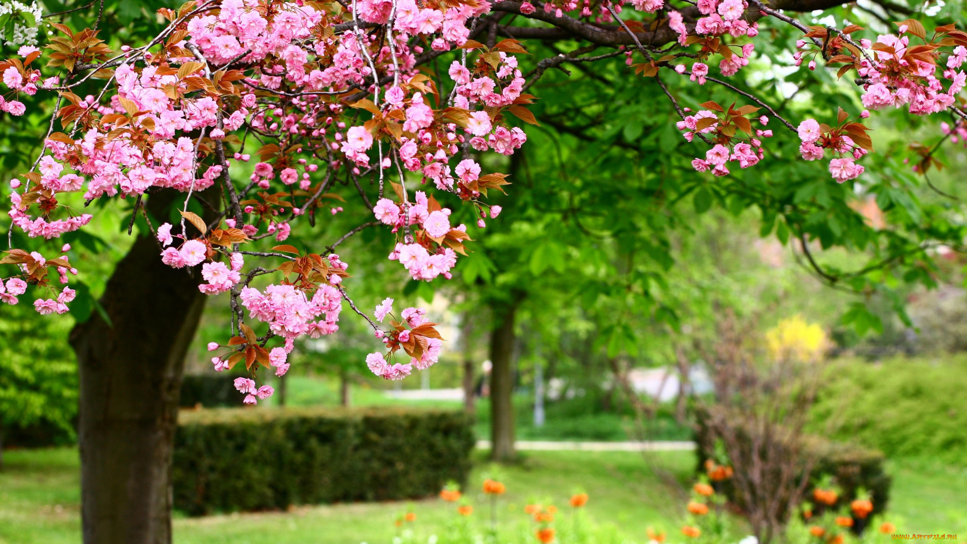 цветы, сакура, , вишня, розовые, природа, pink, flowers, nature, весна, photo, парк, park