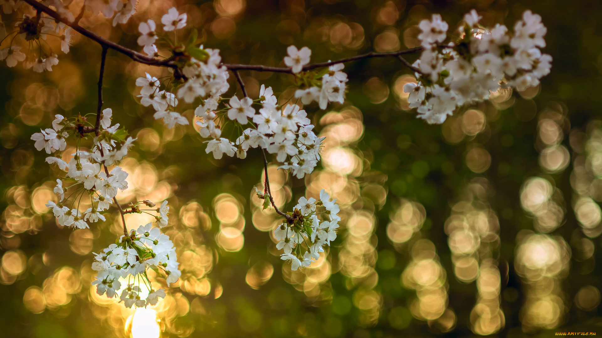 цветы, сакура, , вишня, весна, апрель, ветки, яблони, цвет, свет, боке