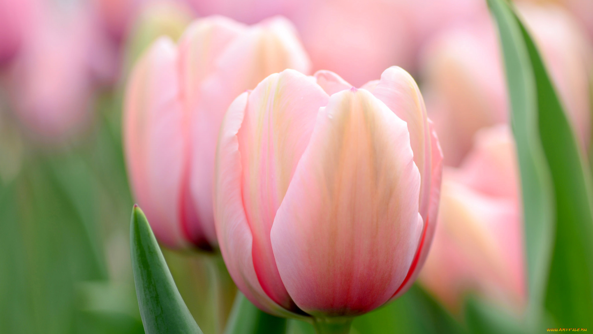 цветы, тюльпаны, розовые, макро, весна, боке