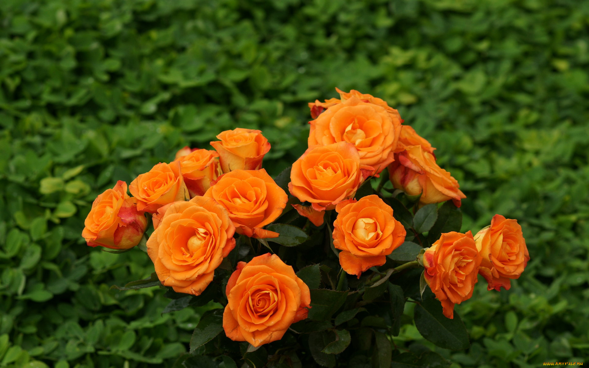 цветы, розы, персиковый