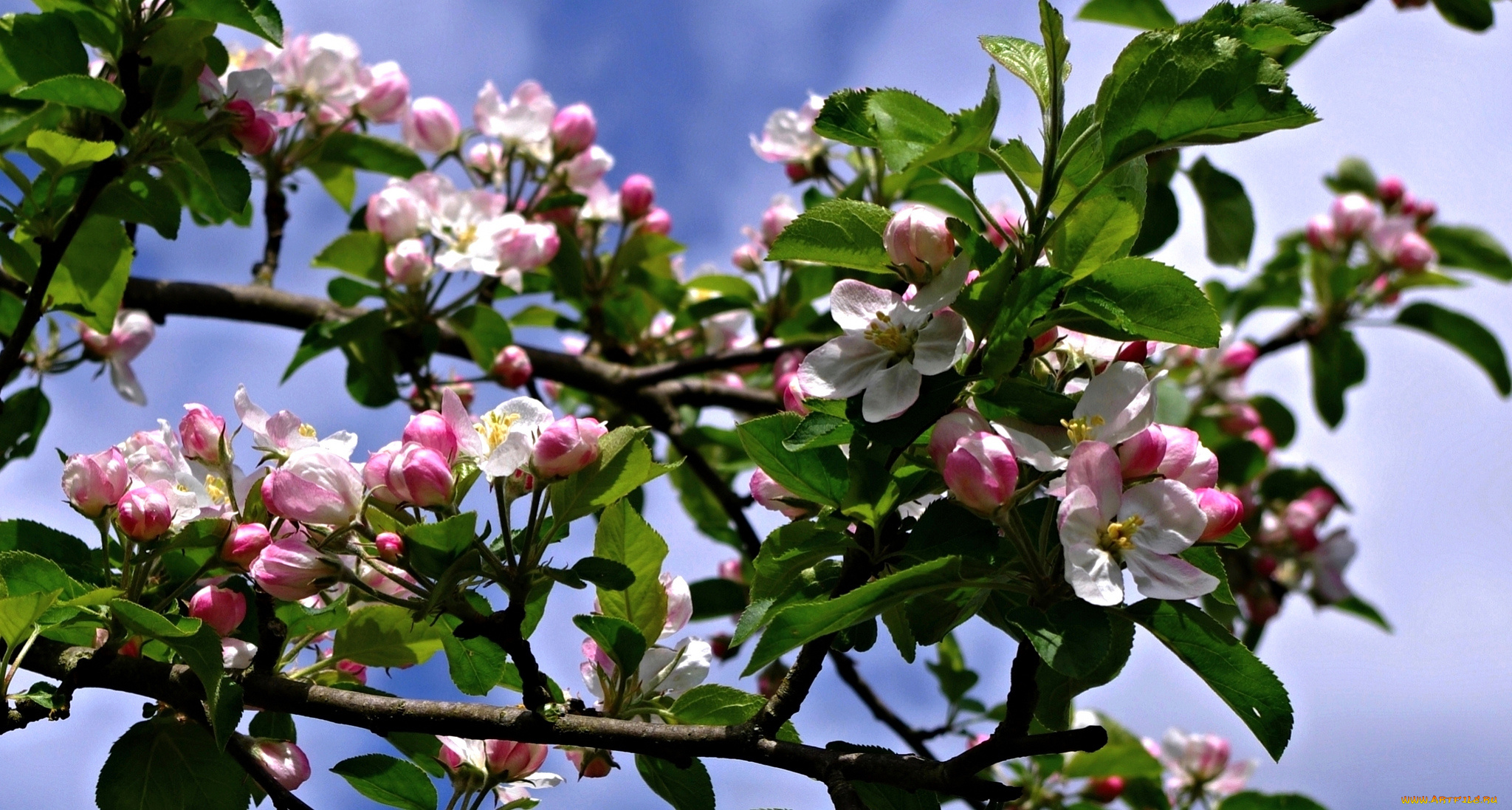 apple, blossom, цветы, цветущие, деревья, , , кустарники, ветки, дерево, цветки