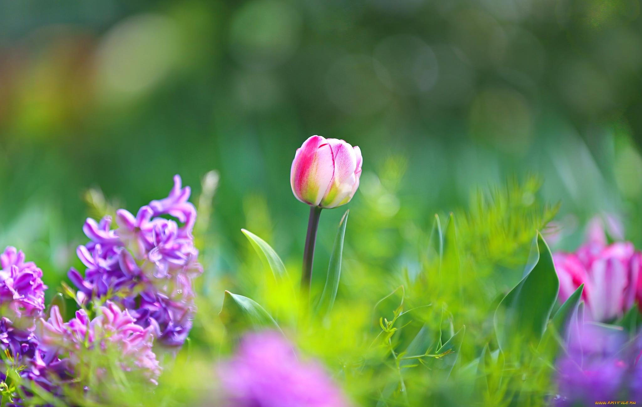 цветы, разные, вместе, тюльпаны, гиацинты, сиреневые, розовые, зелень, трава, весна, макро, боке