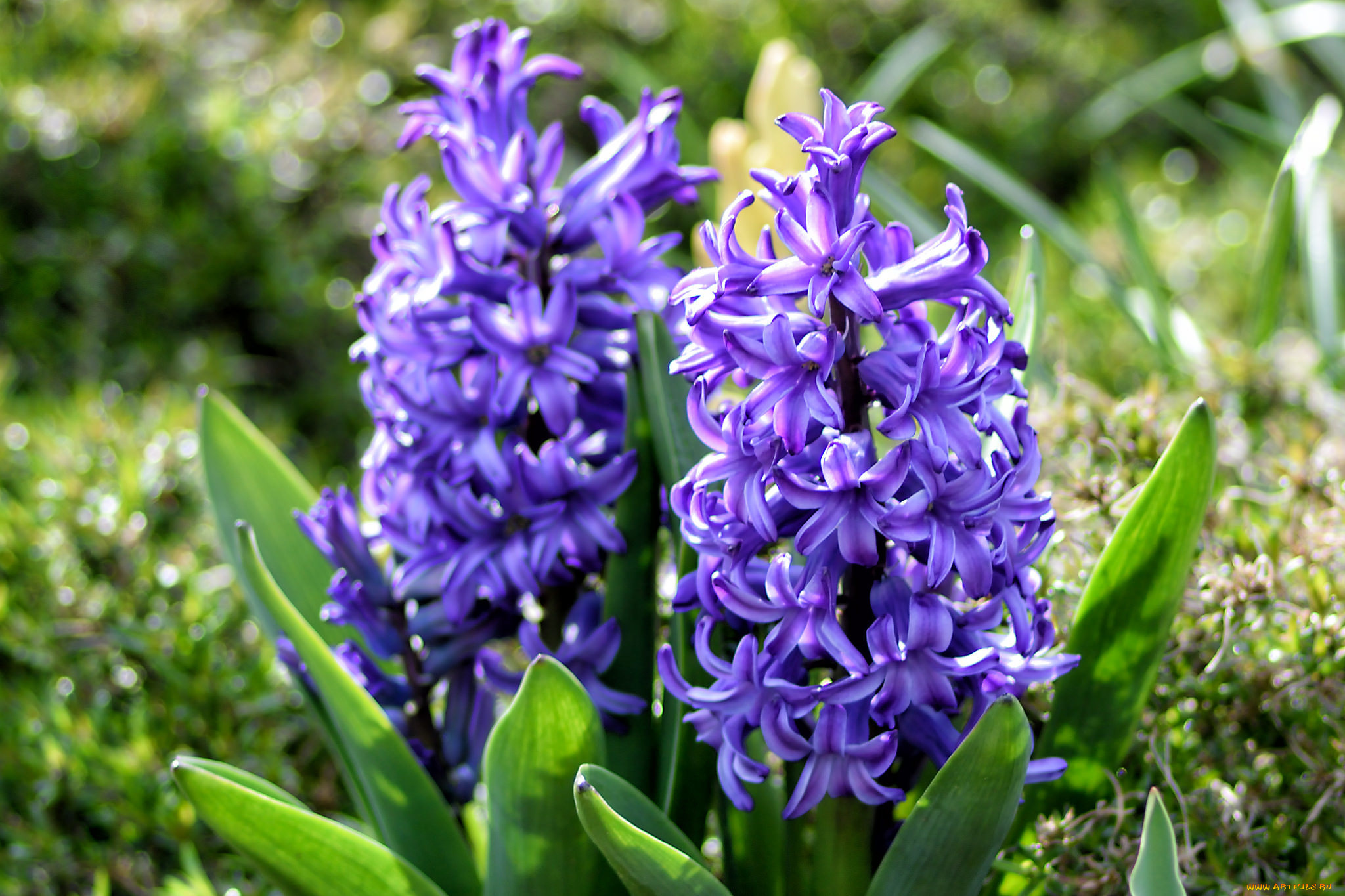 цветы, гиацинты, весна, фиолетовый