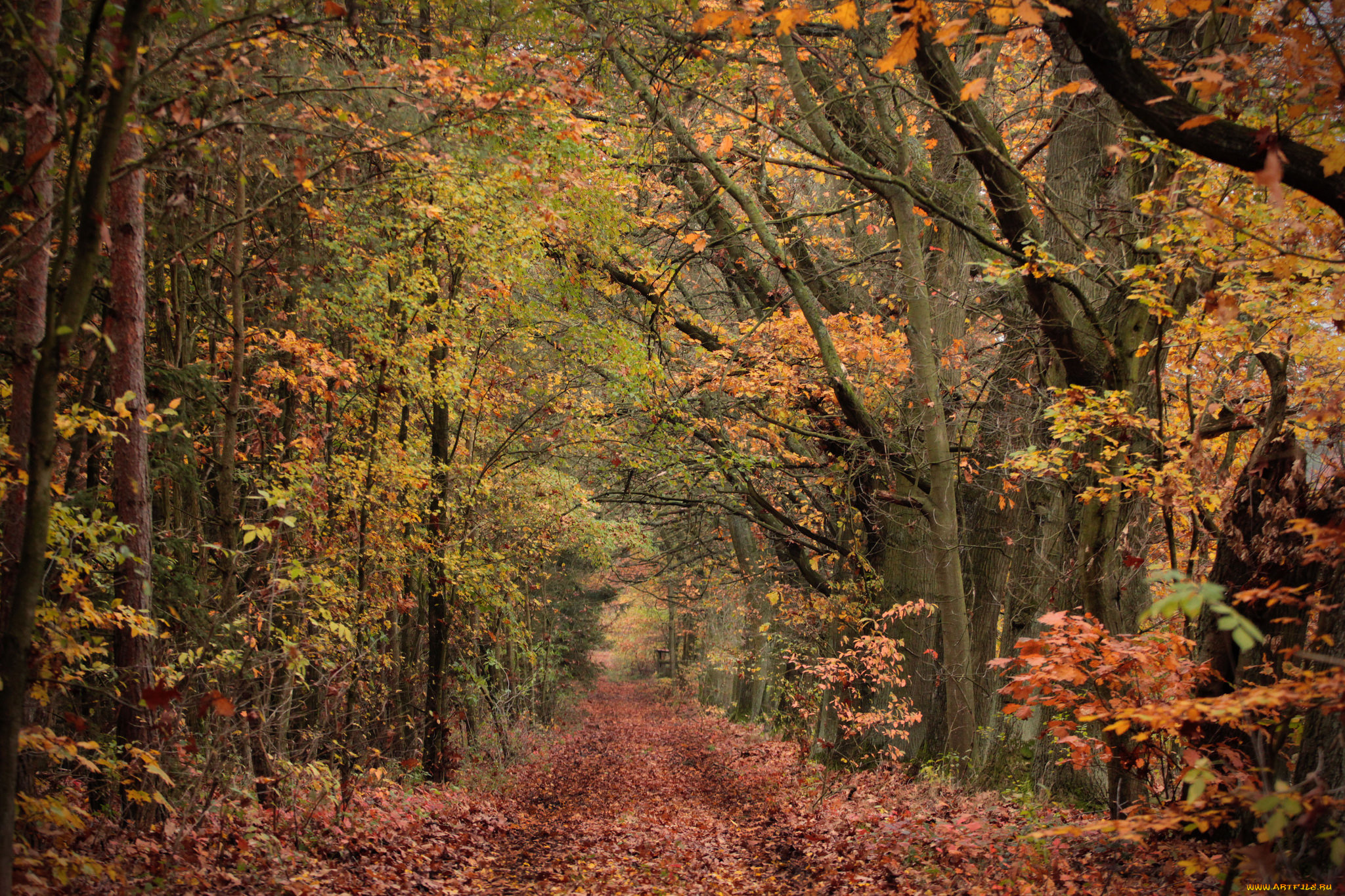 природа, дороги, лес, осень, деревья