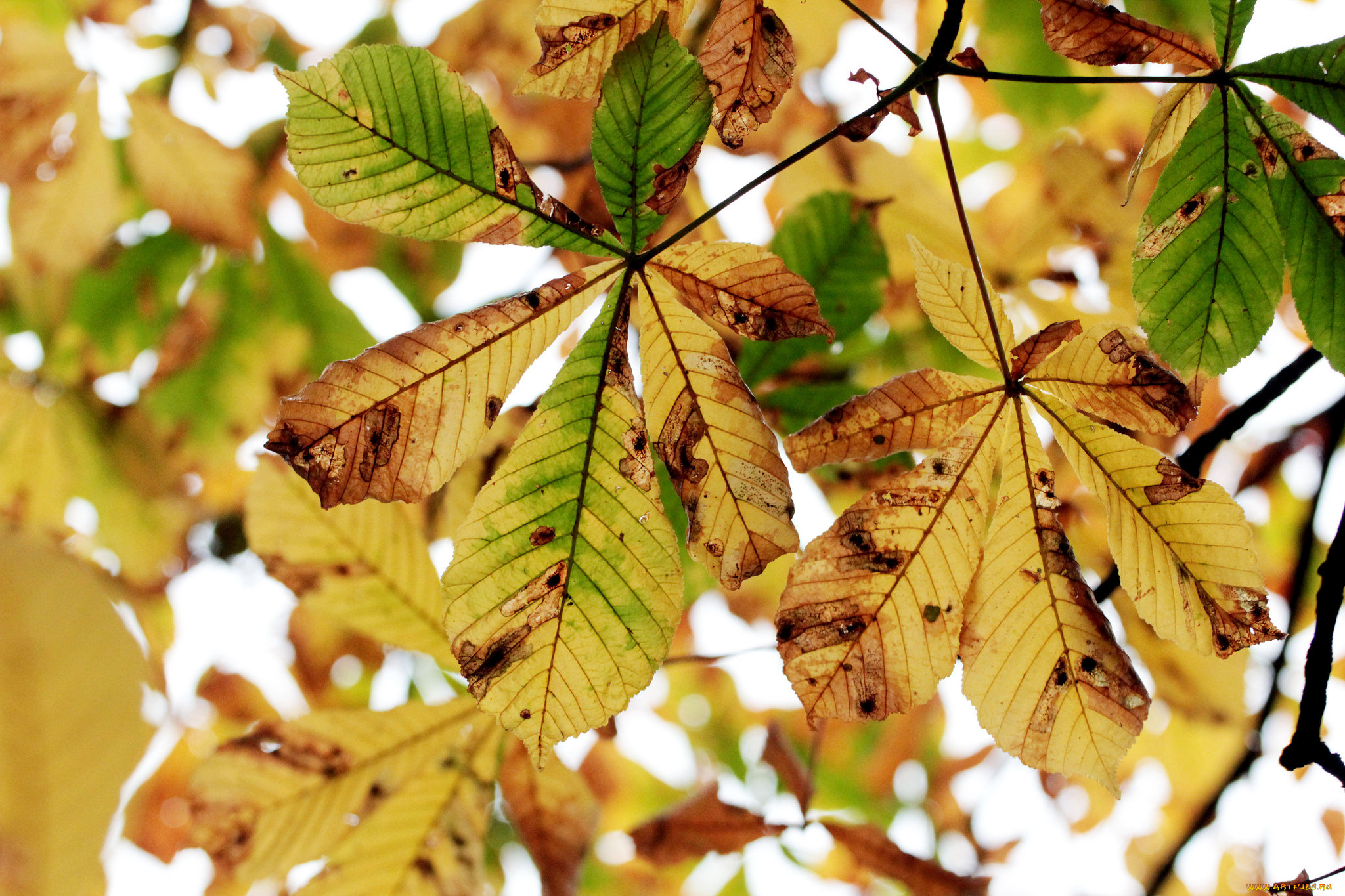 природа, листья, осень