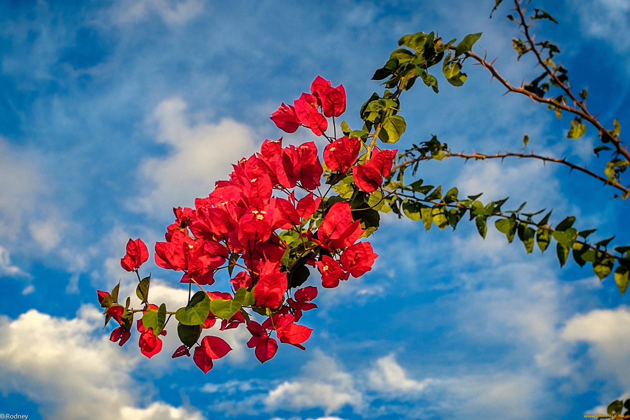 цветы, бугенвиллея, ветка, бегенвиллея, красные, небо, облака