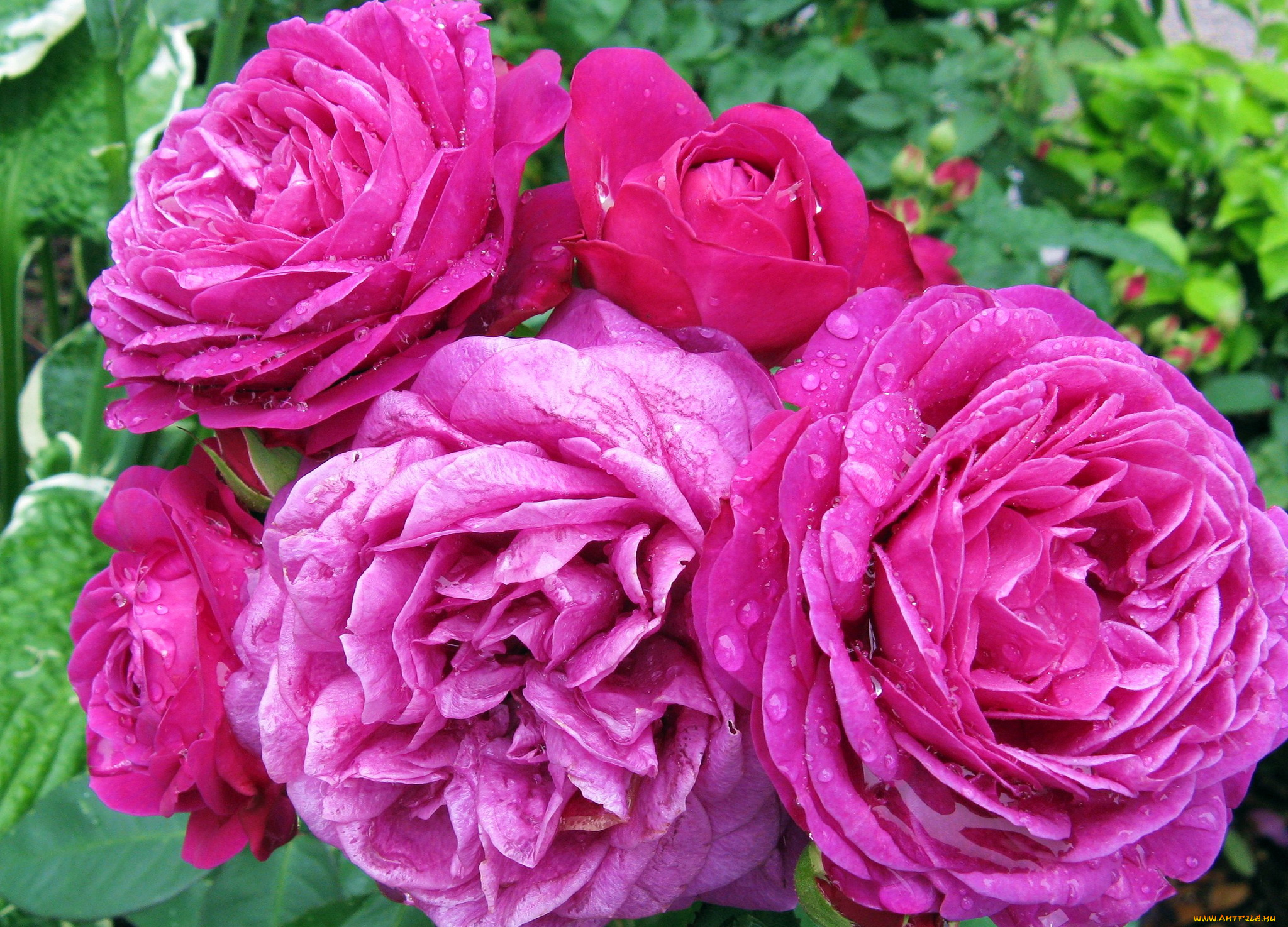 цветы, розы, куст, розовый