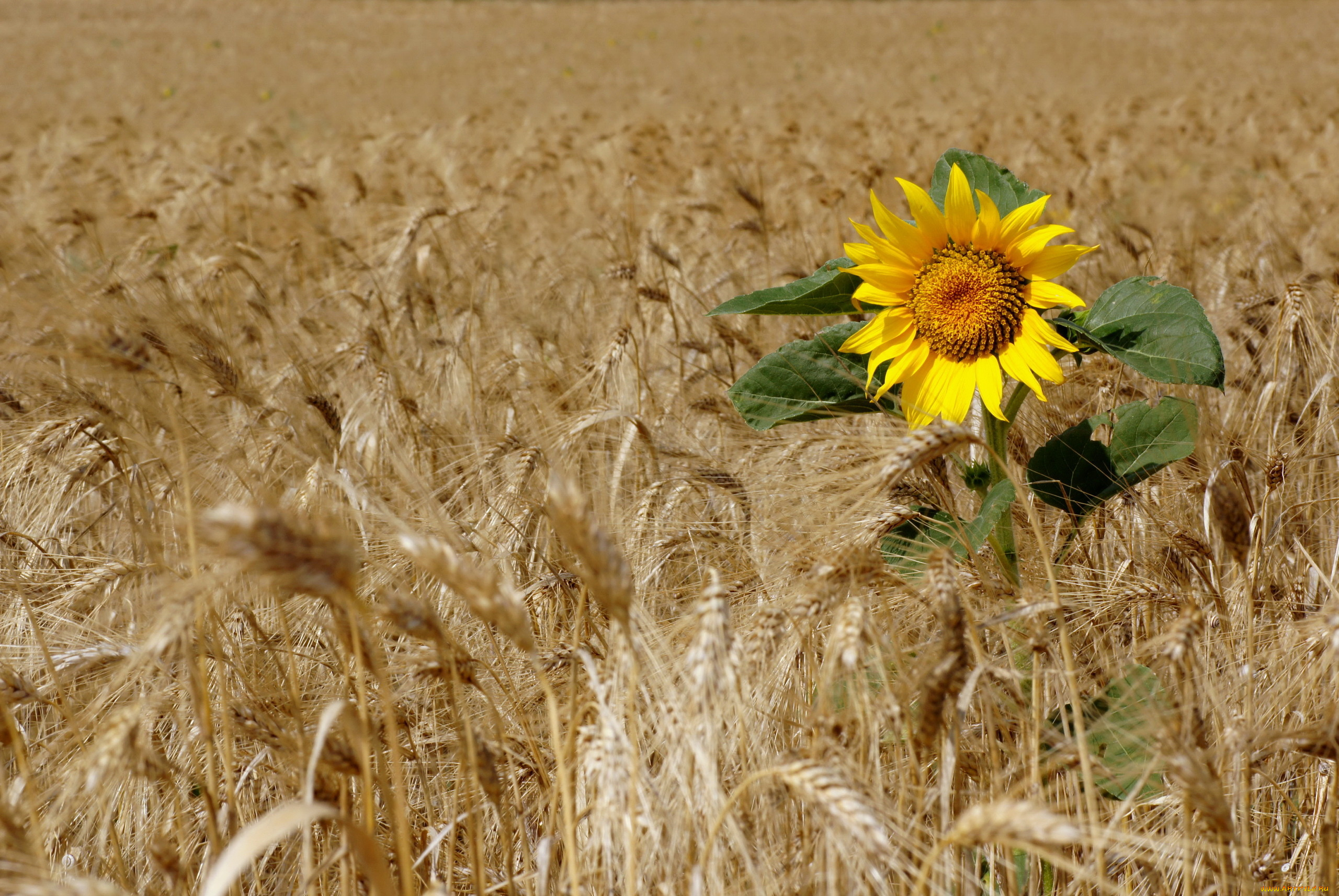 природа поле пшеница зерна солнце бесплатно