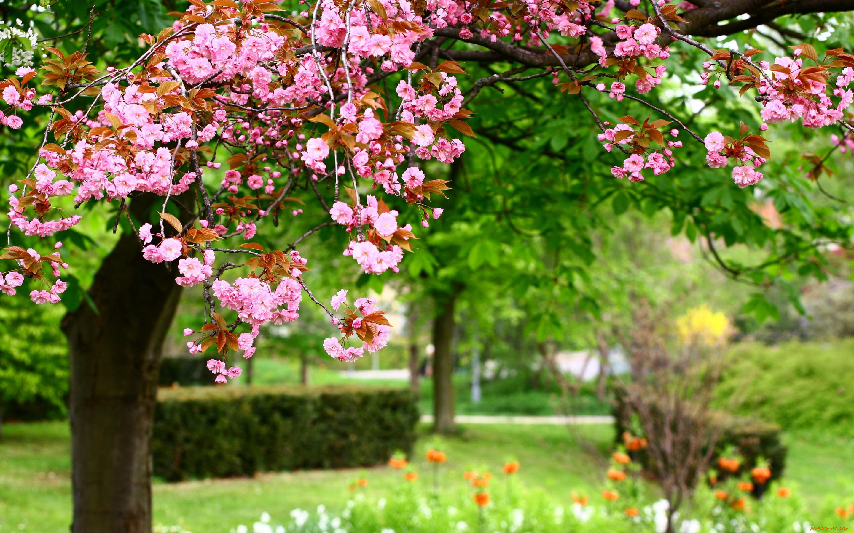 цветы, сакура, , вишня, розовые, природа, pink, flowers, nature, весна, photo, парк, park
