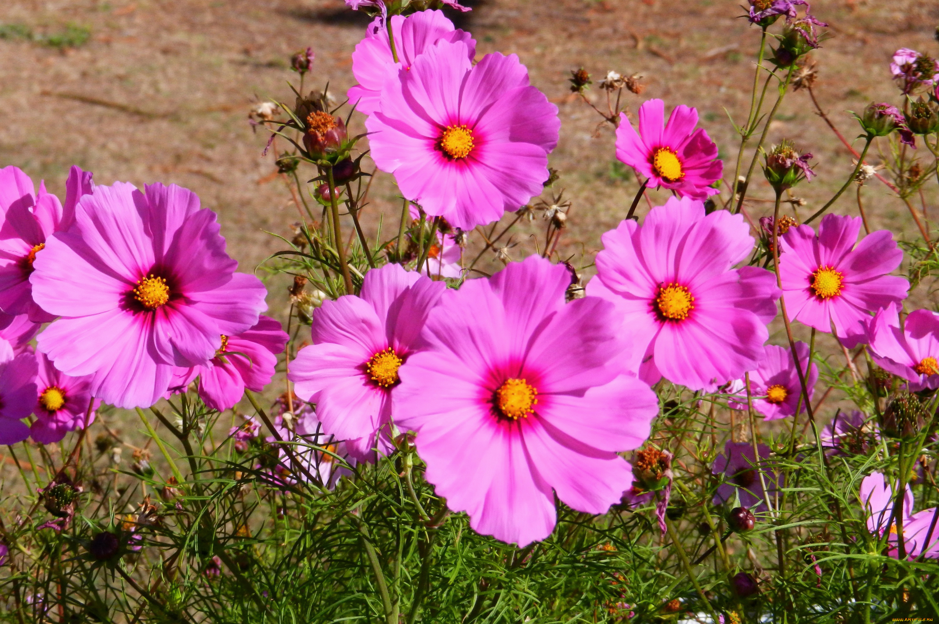 цветы, космея, полевые, природа, розовые, flowers